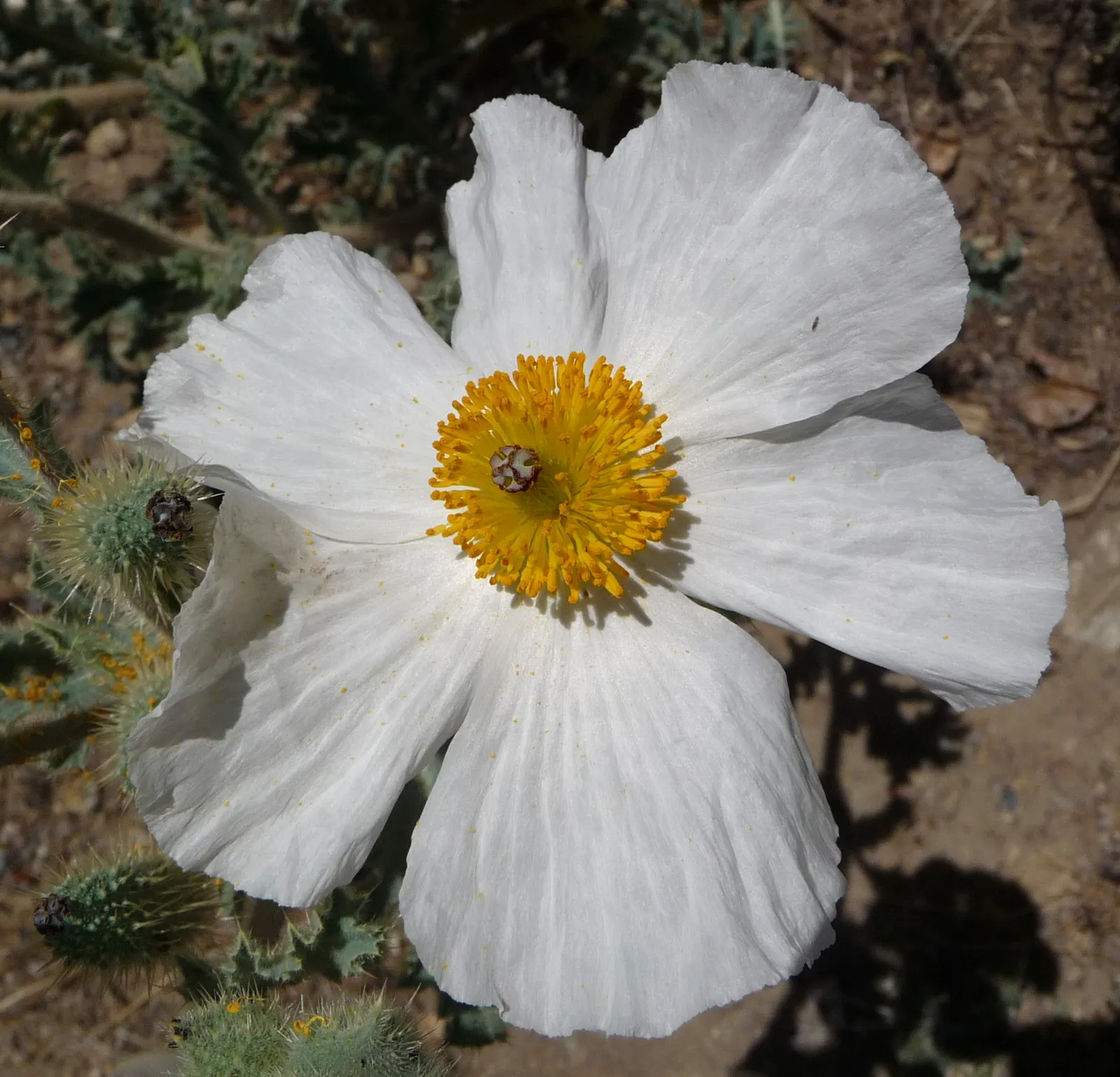 Prickly Poppy (Argemone Munita) — the Argemone munita's silvery-blue foliage presents an attractive color contrast; multi-colored and white flowers, image 93