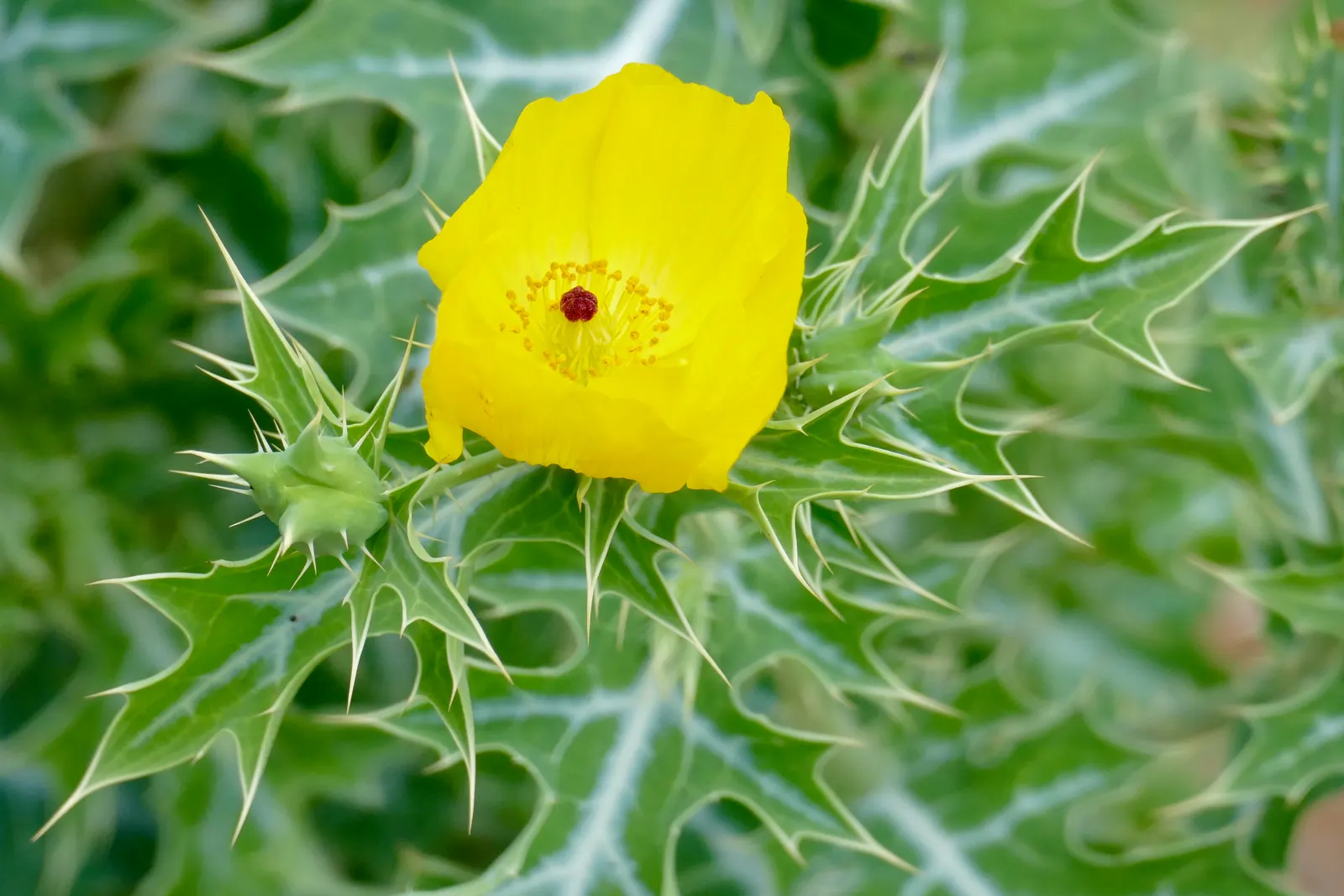 Prickly Poppy (Argemone Munita) — When integrating into landscape design; annual / perennial for full, image 71