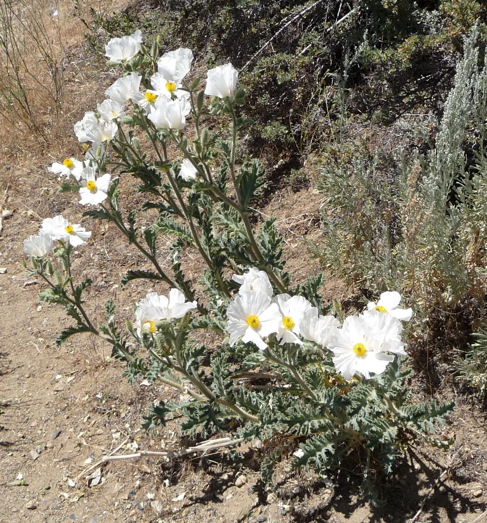 Prickly Poppy (Argemone Munita) — which bloom from late spring to early fall; drought-resistant plant with a dramatic flair, image 89