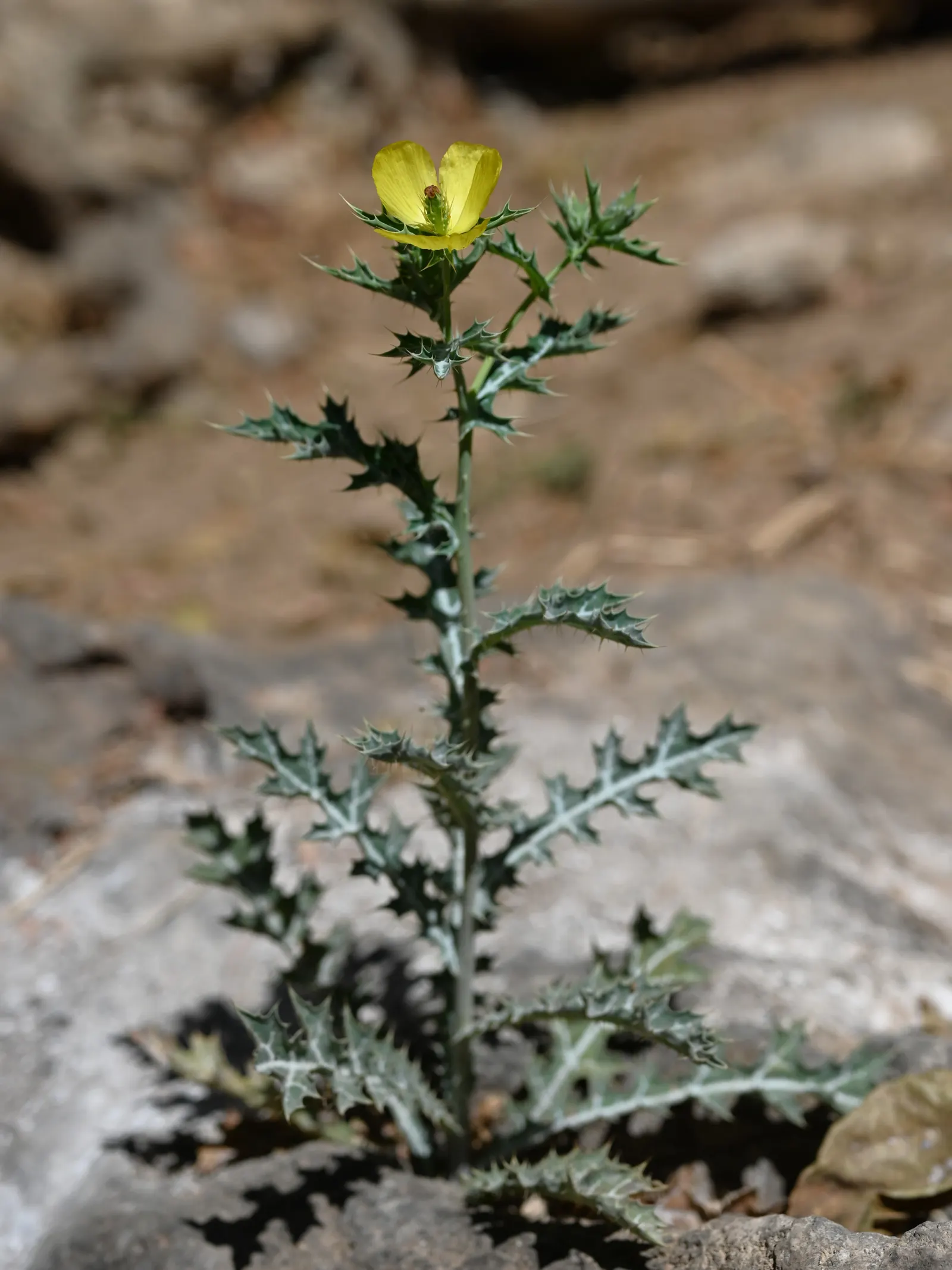Prickly Poppy (Argemone Munita) — consider it for wildflower meadows; is a striking plant that is both visually appealing and robust, image 98