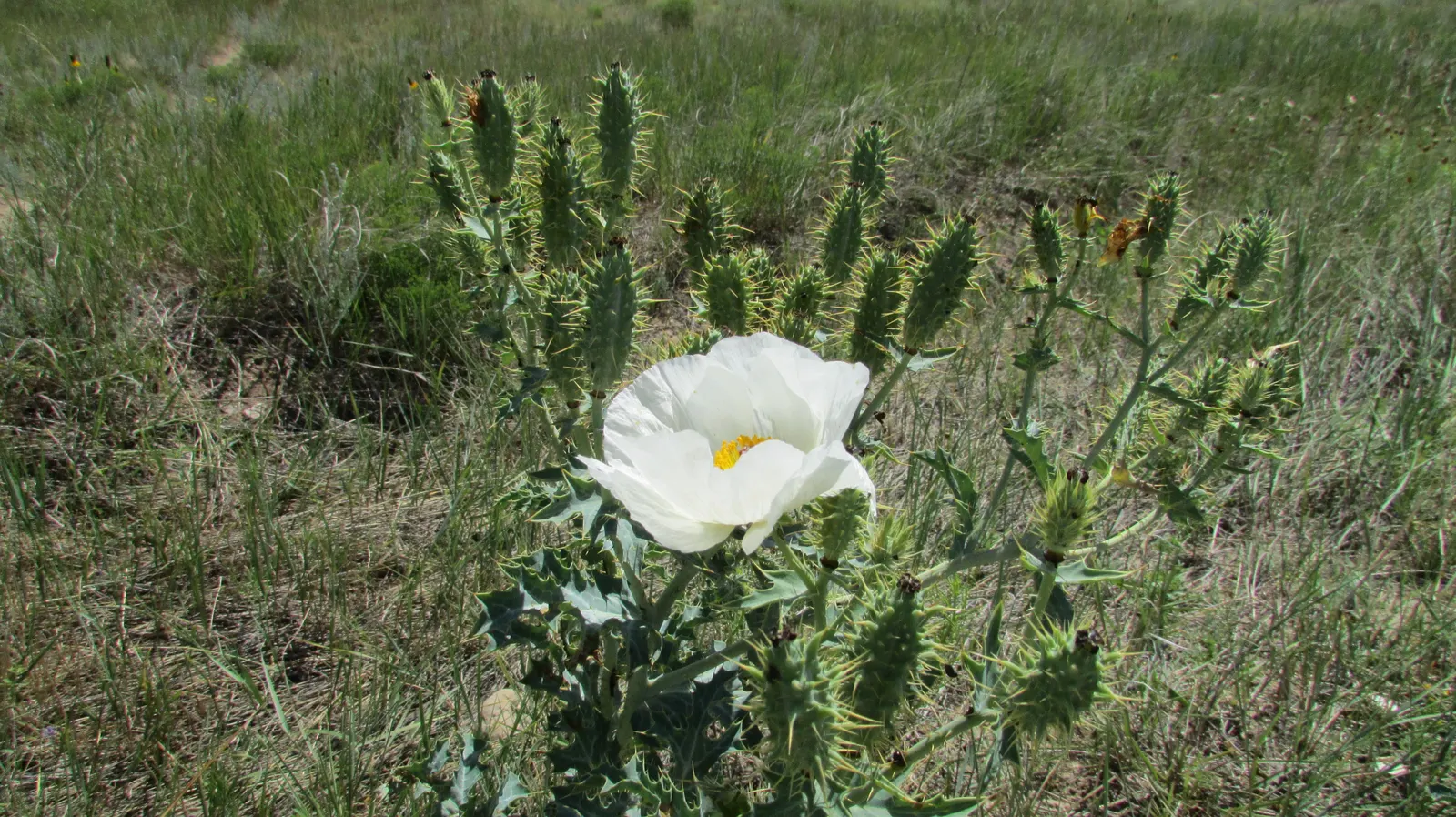 Prickly Poppy (Argemone Munita) — is a striking plant that is both visually appealing and robust