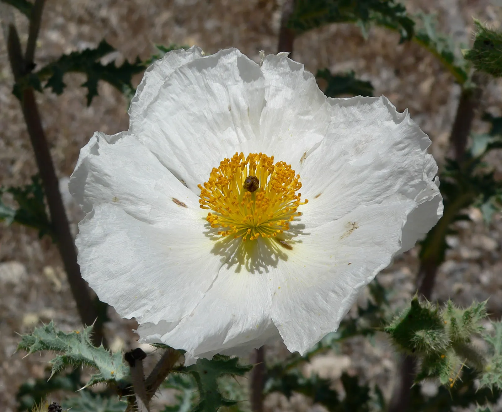 Prickly Poppy (Argemone Munita) — white to yellow flowers up to 6in across atop blue-green