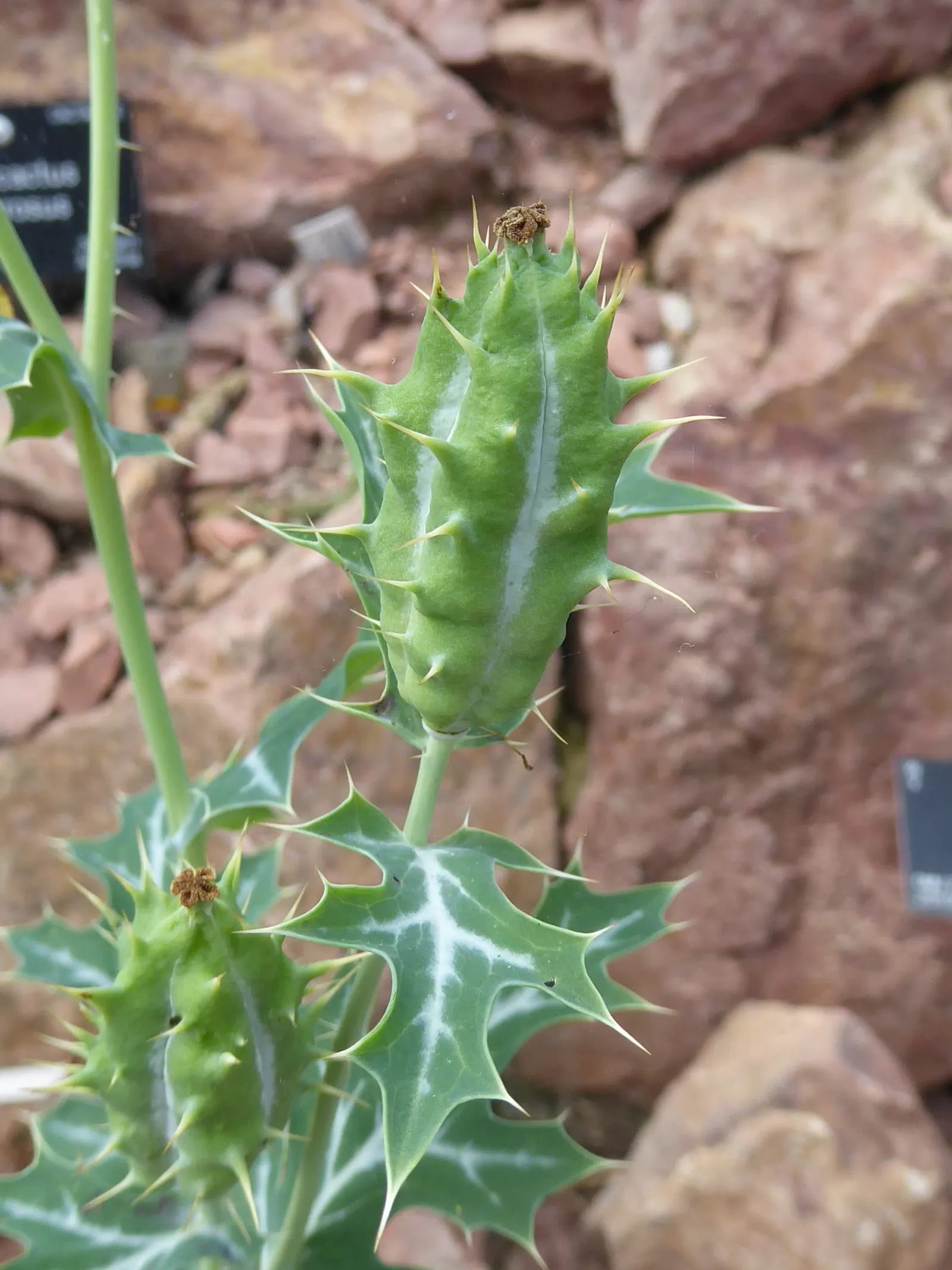 Prickly Poppy (Argemone Munita) — providing a bold vertical presence; the Argemone munita's silvery-blue foliage presents an attractive color, image 140