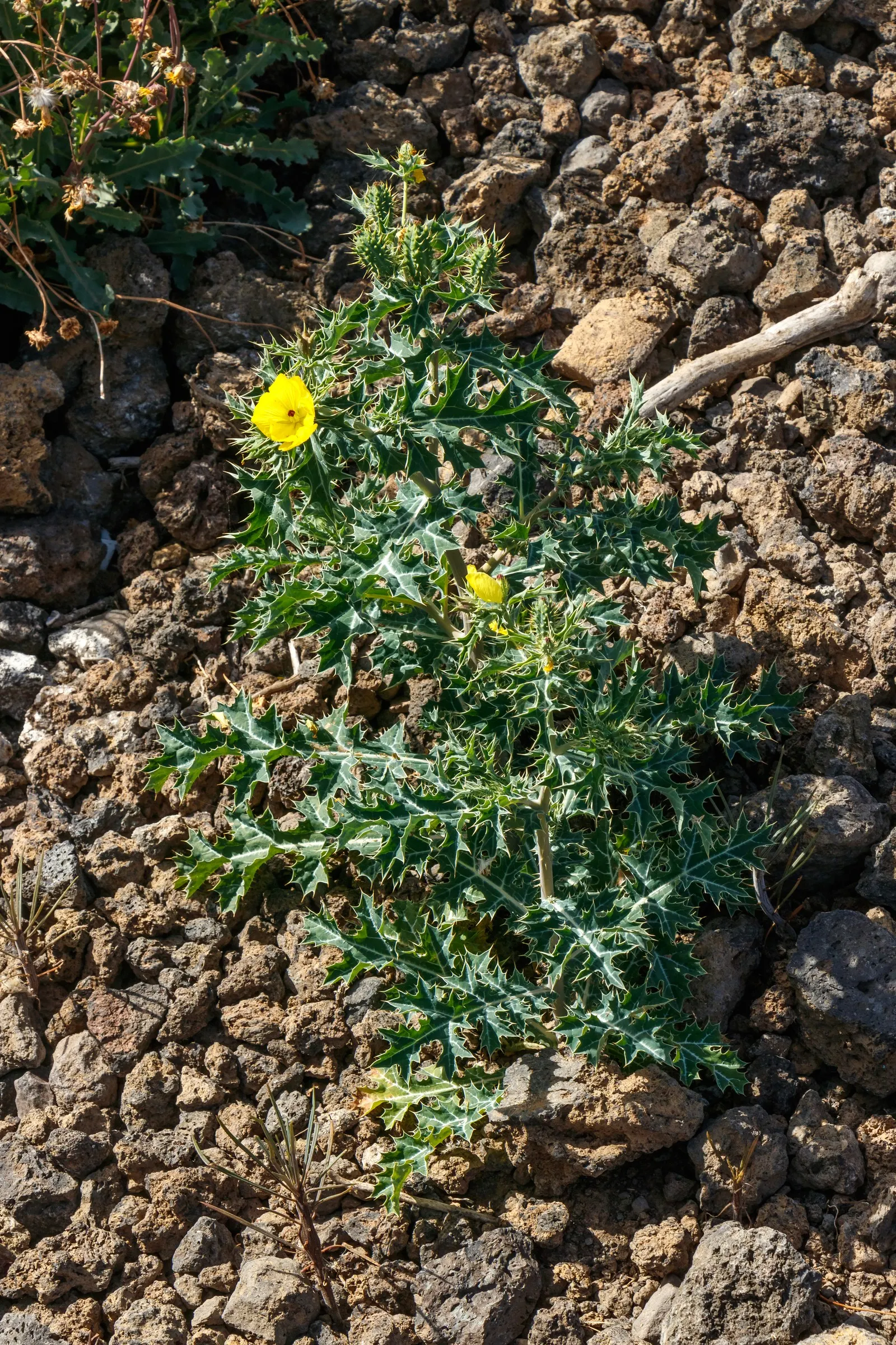 Prickly Poppy (Argemone Munita) — Blooming from spring to summer, this drought-tolerant plant thrives in full sun and well-drained soils; annual / perennial