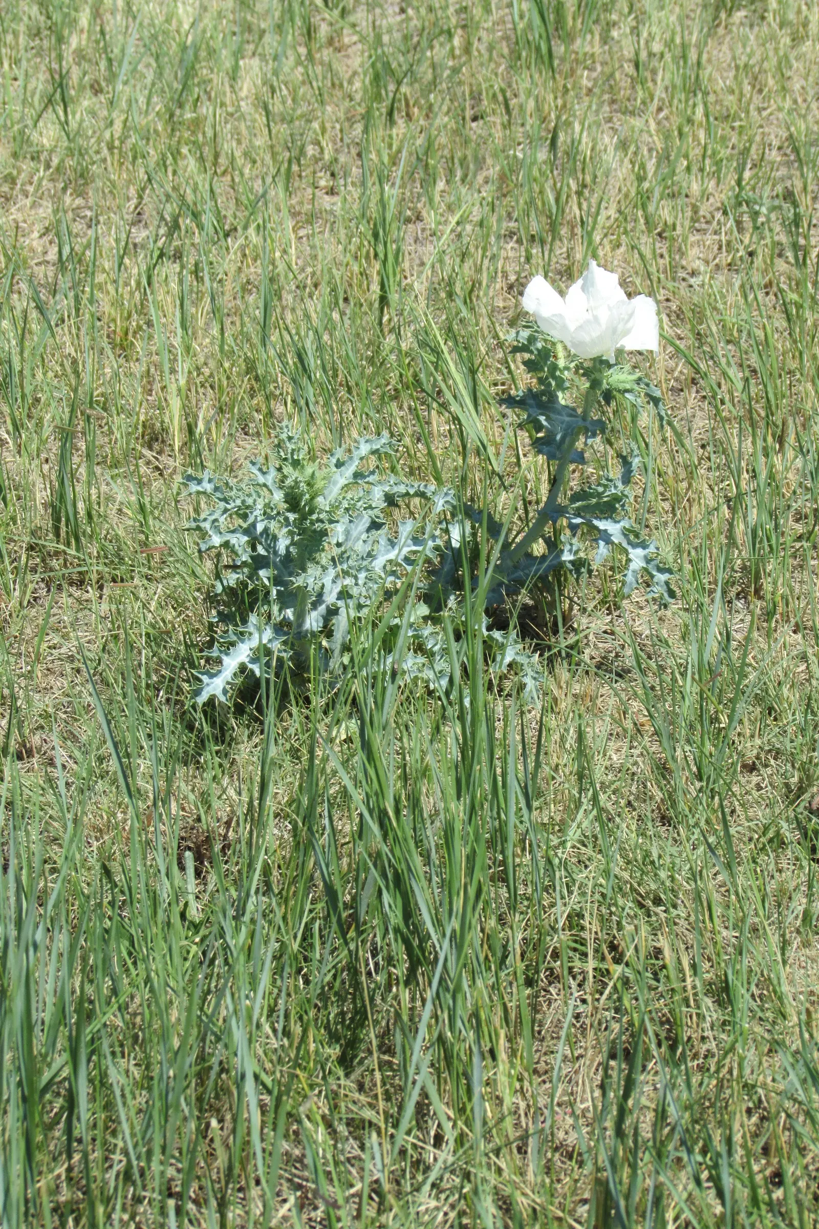 Prickly Poppy (Argemone Munita) — and can provide a deterrent against browsing by small animals.<br><br>Given its hardiness; are large with a, image 69