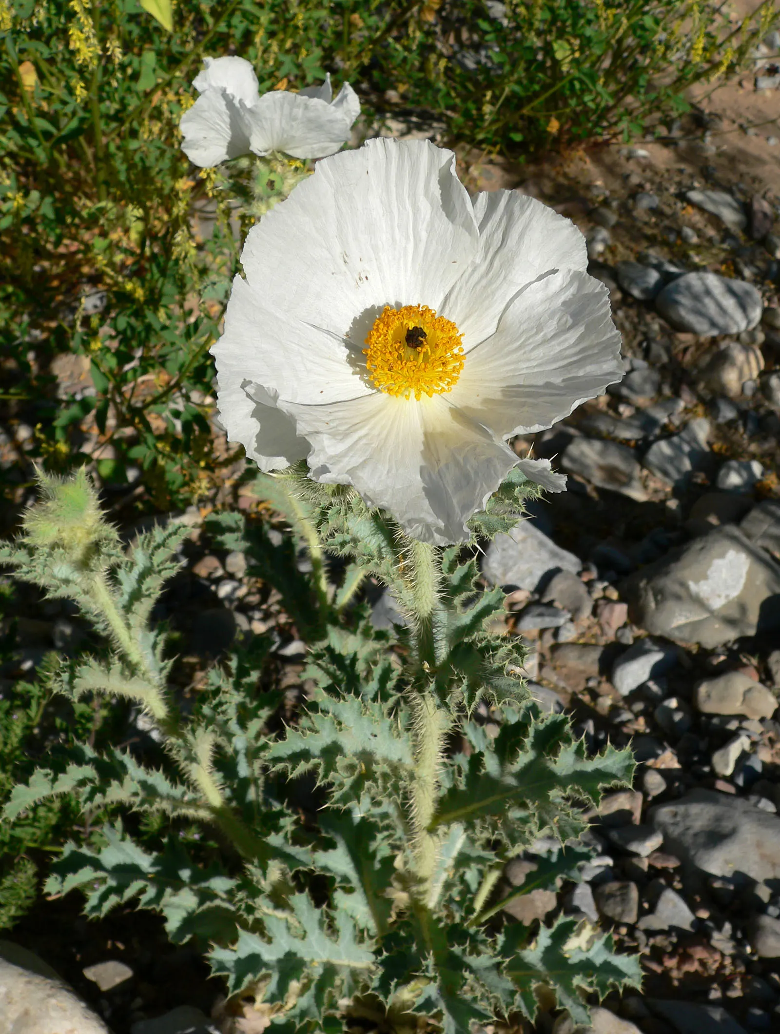 Prickly Poppy (Argemone Munita) — is a striking plant that is both visually appealing and robust; consider it for wildflower meadows, image 137