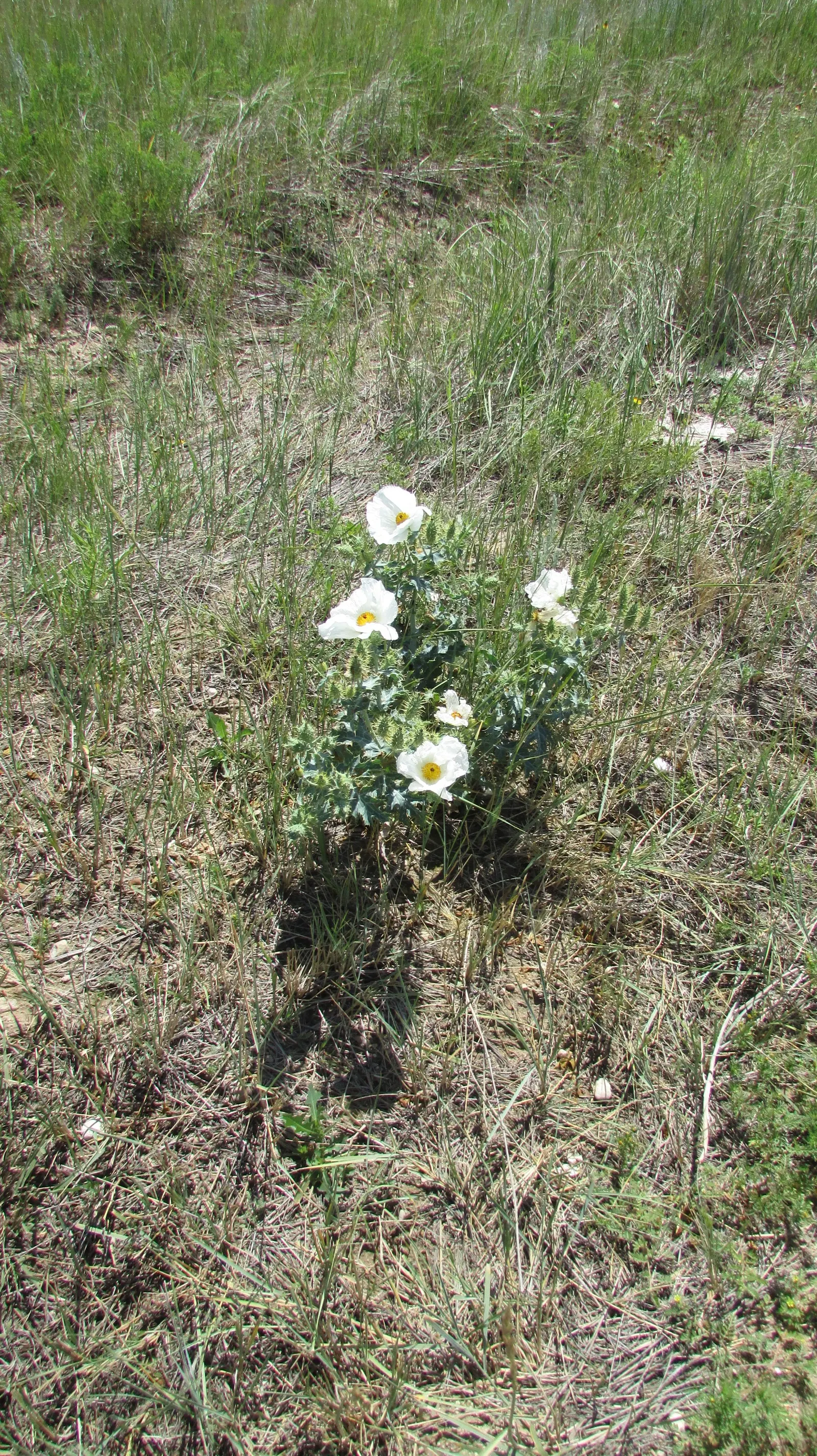 Prickly Poppy (Argemone Munita) — Blooming from spring to summer, this drought-tolerant plant thrives in full sun and well-drained soils; annual /, image 56