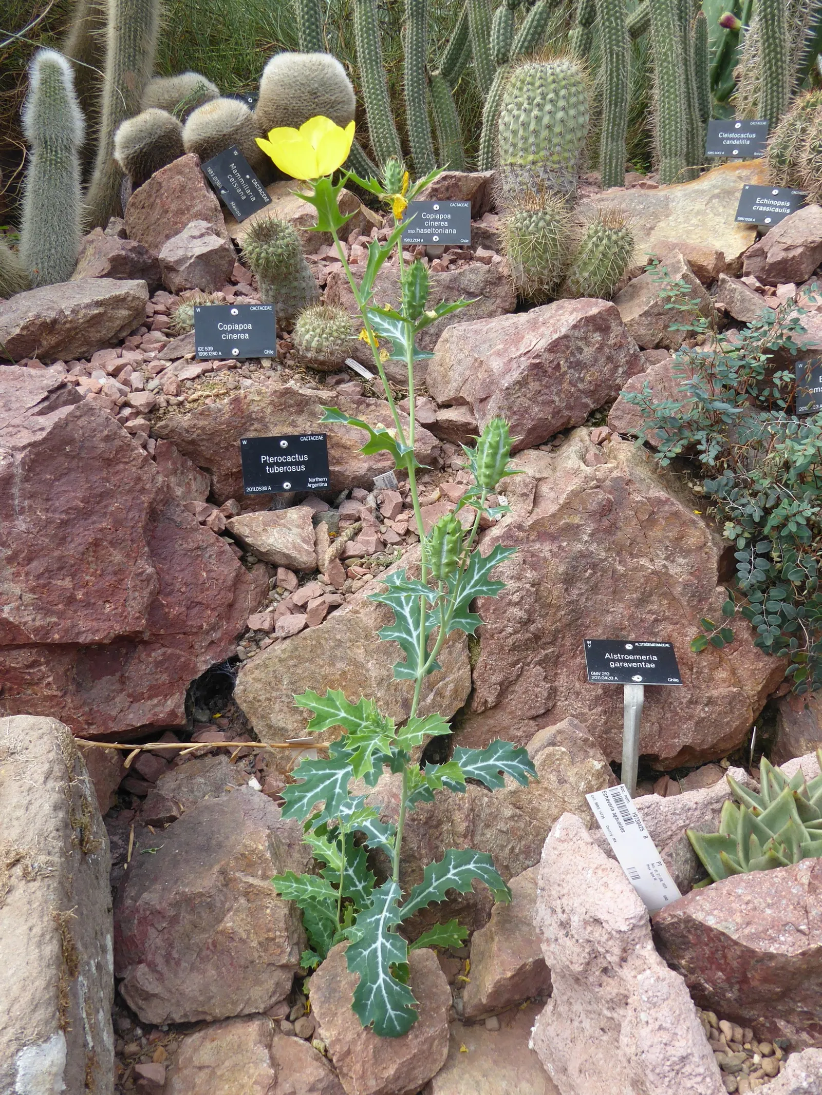 Prickly Poppy (Argemone Munita) — Its leaves and stems are covered with spiny prickles; excellent for xeriscaping, it adds texture and a vibrant, image 120