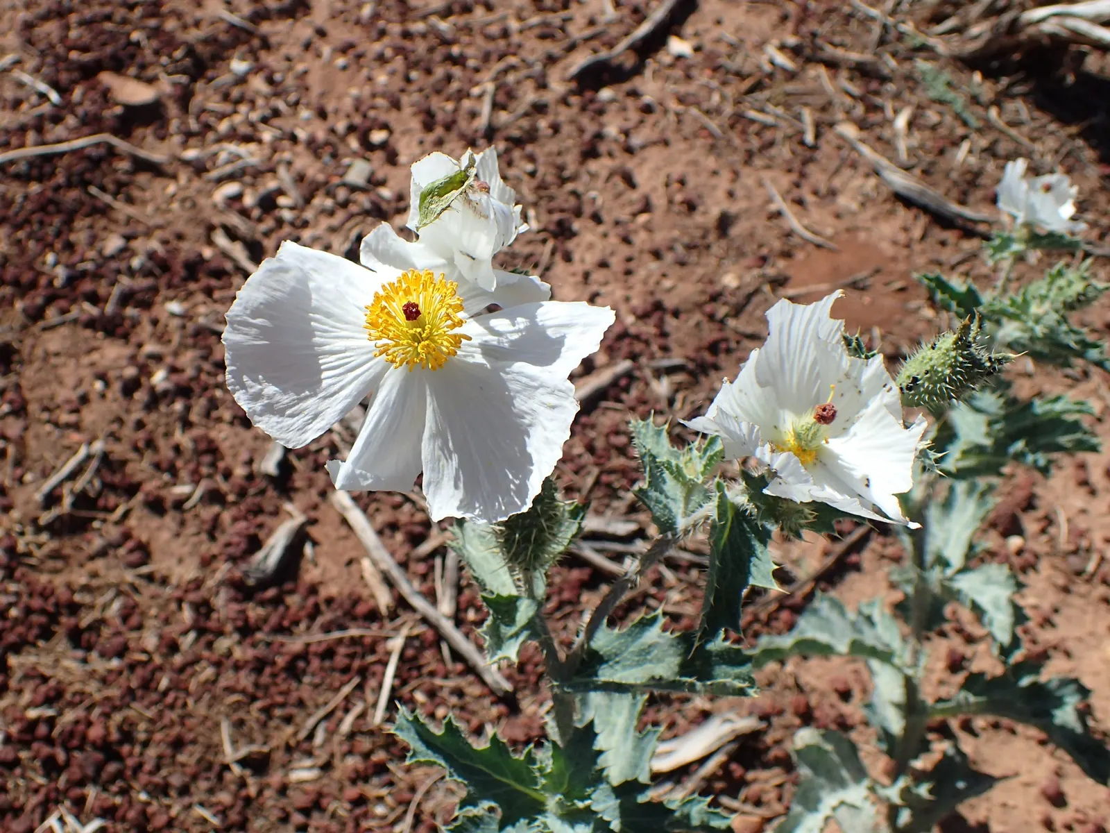Prickly Poppy (Argemone Munita) — The blooms are characteristically pure white with a vibrant yellow center that draws in pollinators; providing a, image 143