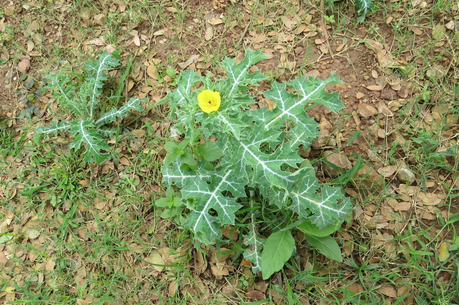 Prickly Poppy (Argemone Munita) — Prickly Poppy (Argemone munita) is a striking perennial with a bold presence