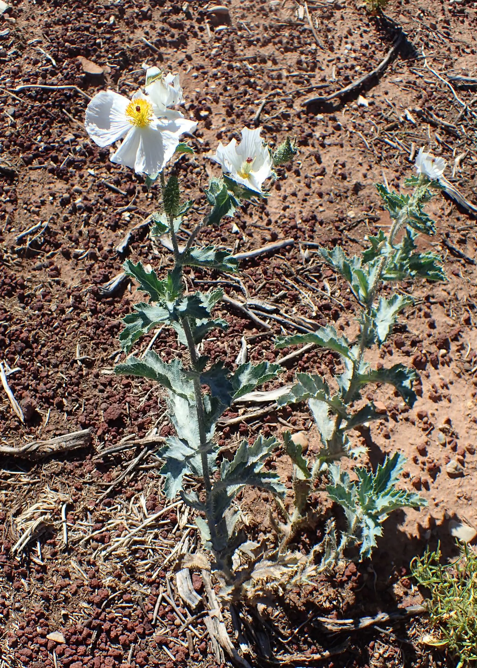 Prickly Poppy (Argemone Munita) — commonly referred to as the Prickly Poppy; the blooms are characteristically pure white with a vibrant yellow center that