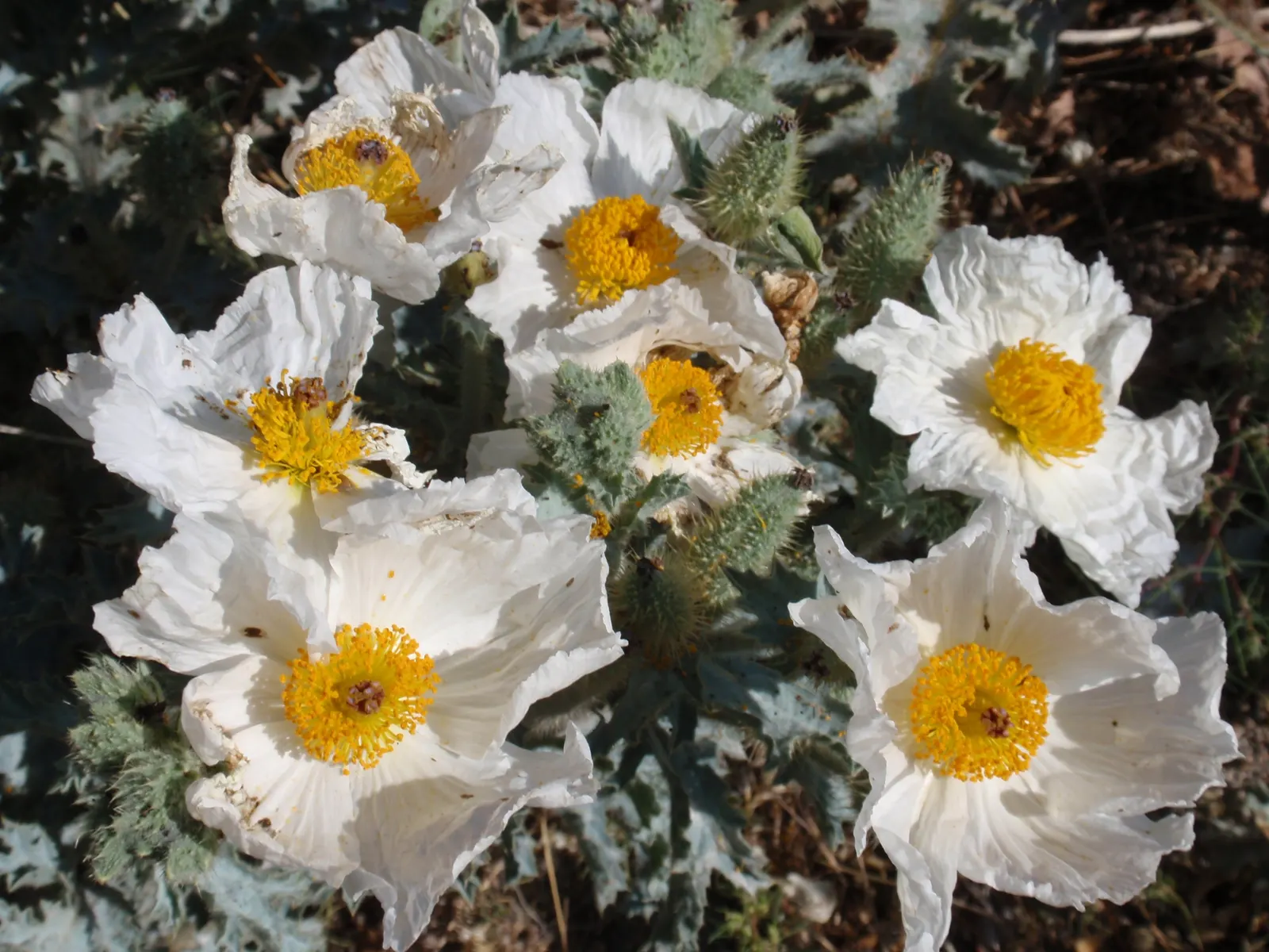 Prickly Poppy (Argemone Munita) — Its leaves and stems are covered with spiny prickles; excellent for xeriscaping, it adds texture and a vibrant, image 68