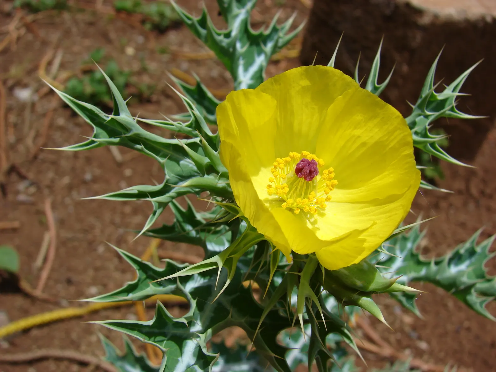 Prickly Poppy (Argemone Munita) — with a spread of approximately 1 to 2 feet; this North American native flourishes under full sun exposure and is, image 113