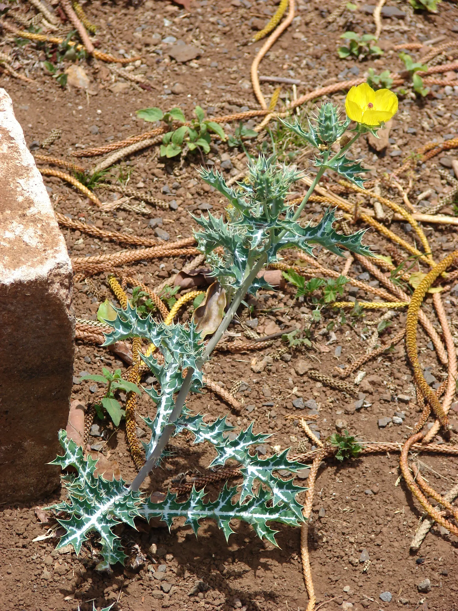 Prickly Poppy (Argemone Munita) — Despite its prickly nature; enhancing the garden's ecology.<br><br>Adapted to well-drained soils, image 125