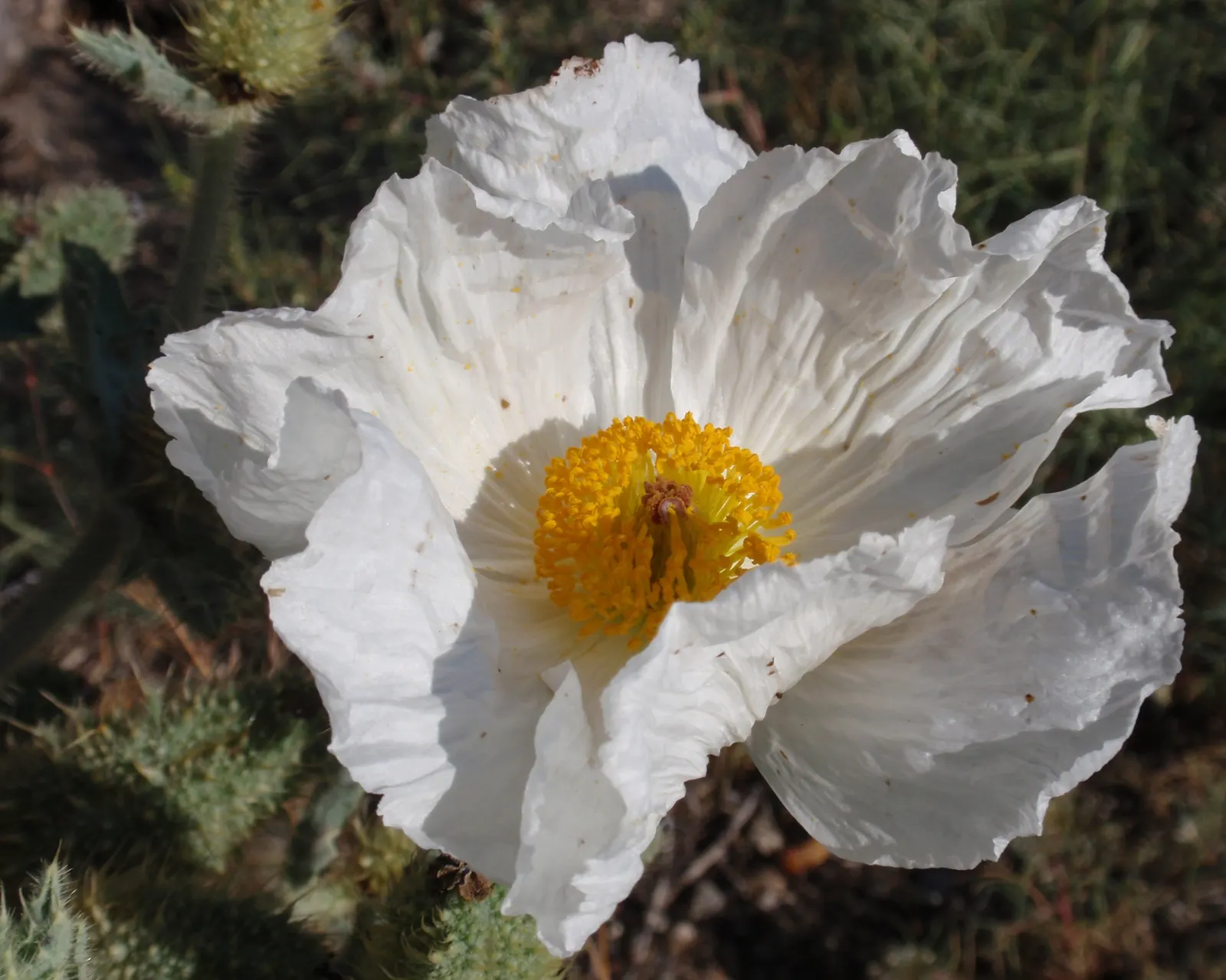 Prickly Poppy (Argemone Munita) — drought-resistant plant with a dramatic flair; despite its prickly nature, image 100