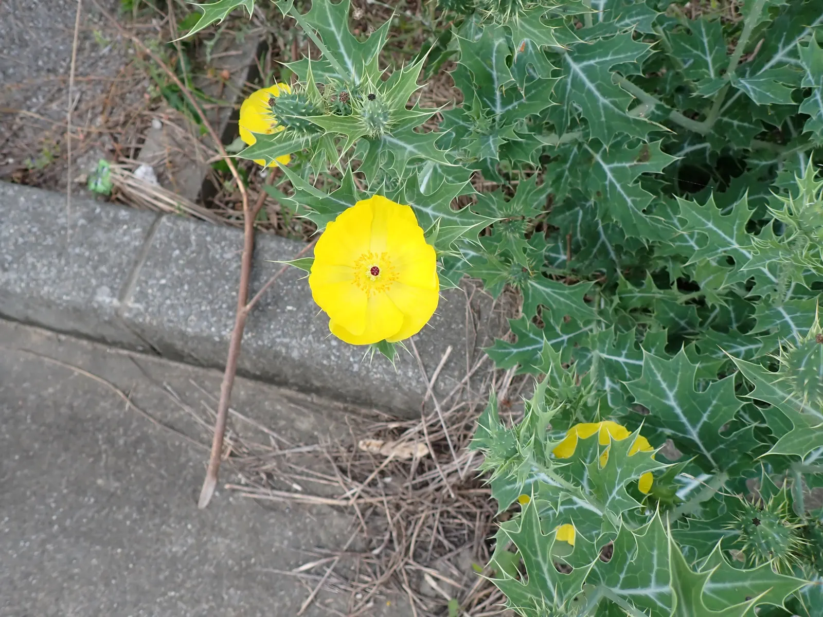 Prickly Poppy (Argemone Munita) — Its leaves and stems are covered with spiny prickles; excellent for xeriscaping, it adds texture and a vibrant, image 146