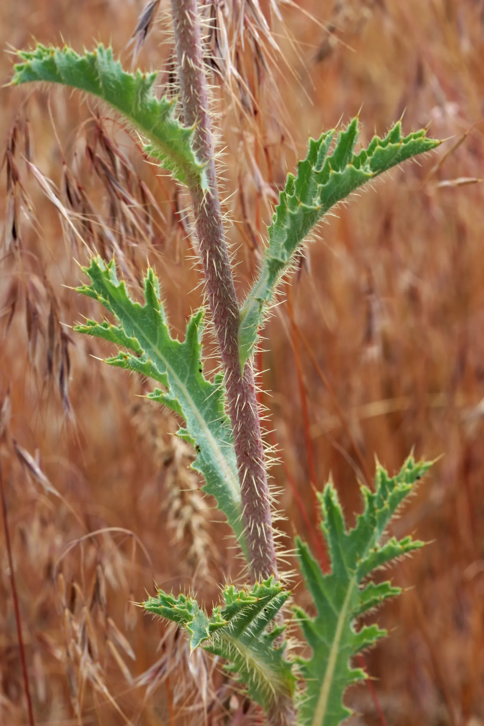 Prickly Poppy (Argemone Munita) — providing a bold vertical presence; the Argemone munita's silvery-blue foliage presents an attractive color, image 88