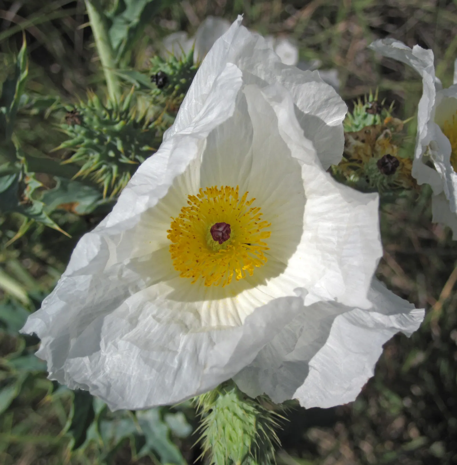 Prickly Poppy (Argemone Munita) — It reaches up to 3ft in height and 2ft in width