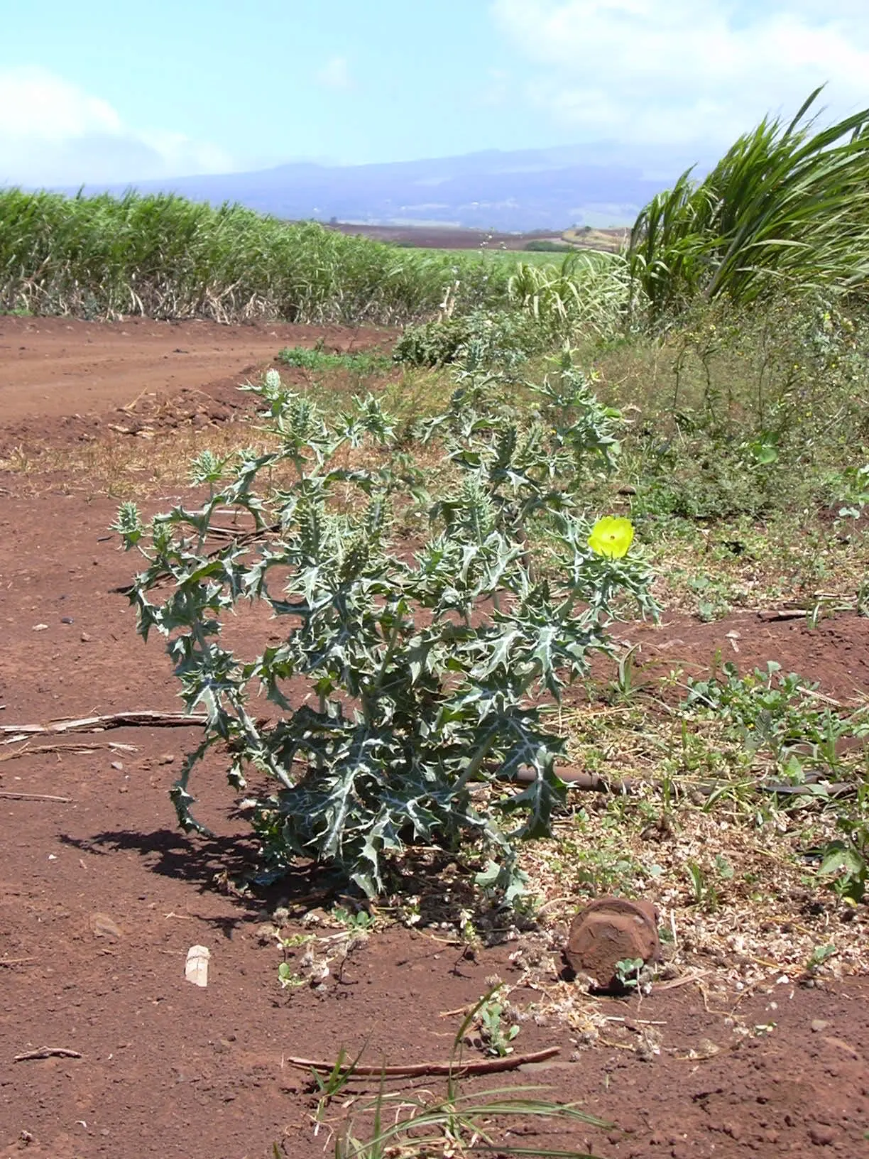 Prickly Poppy (Argemone Munita) — drought-resistant plant with a dramatic flair; despite its prickly nature