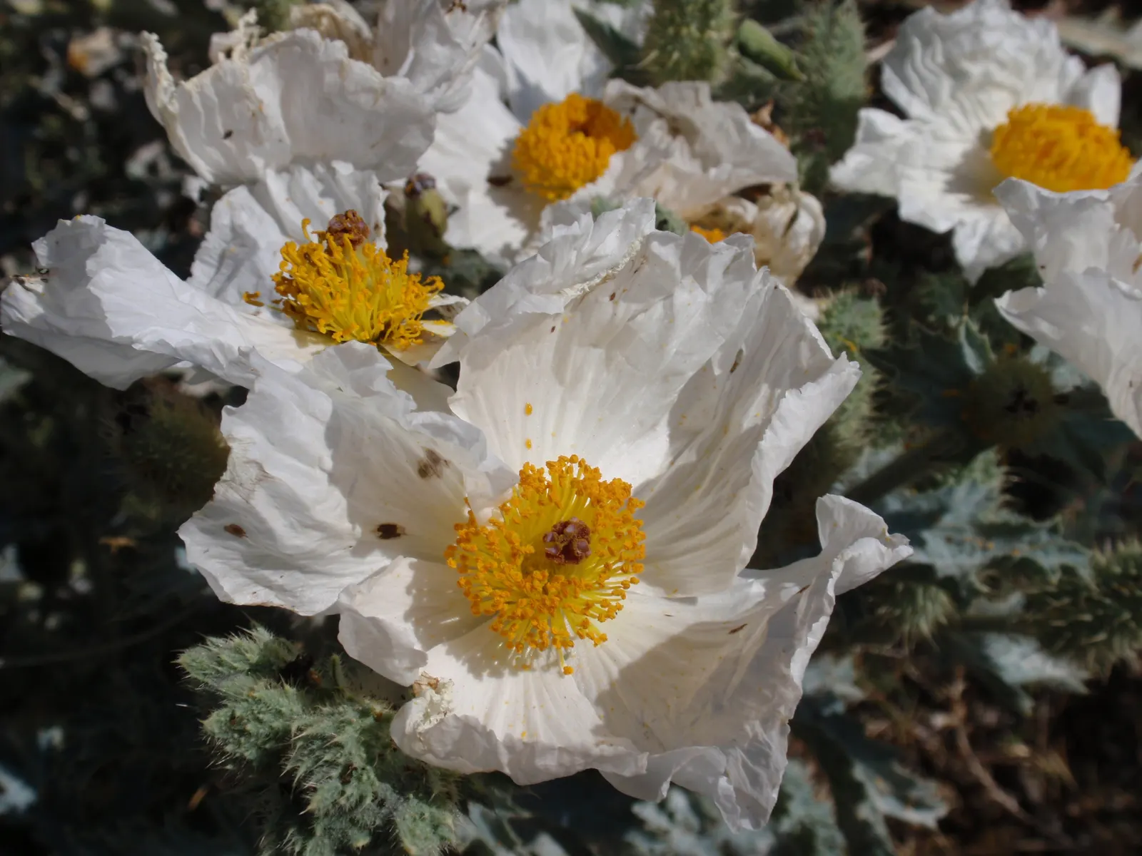 Prickly Poppy (Argemone Munita) — the Prickly Poppy is an exceptional candidate; it reaches up to 3ft in height and 2ft in width, image 75