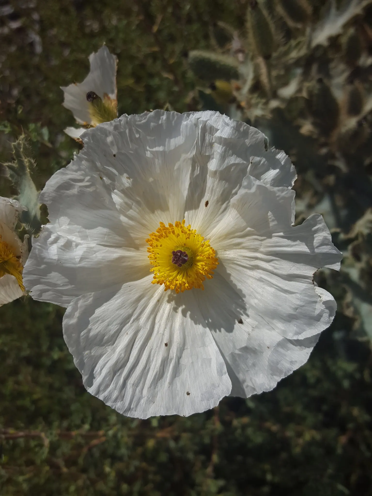 Prickly Poppy (Argemone Munita) — consider it for wildflower meadows; is a striking plant that is both visually appealing and robust