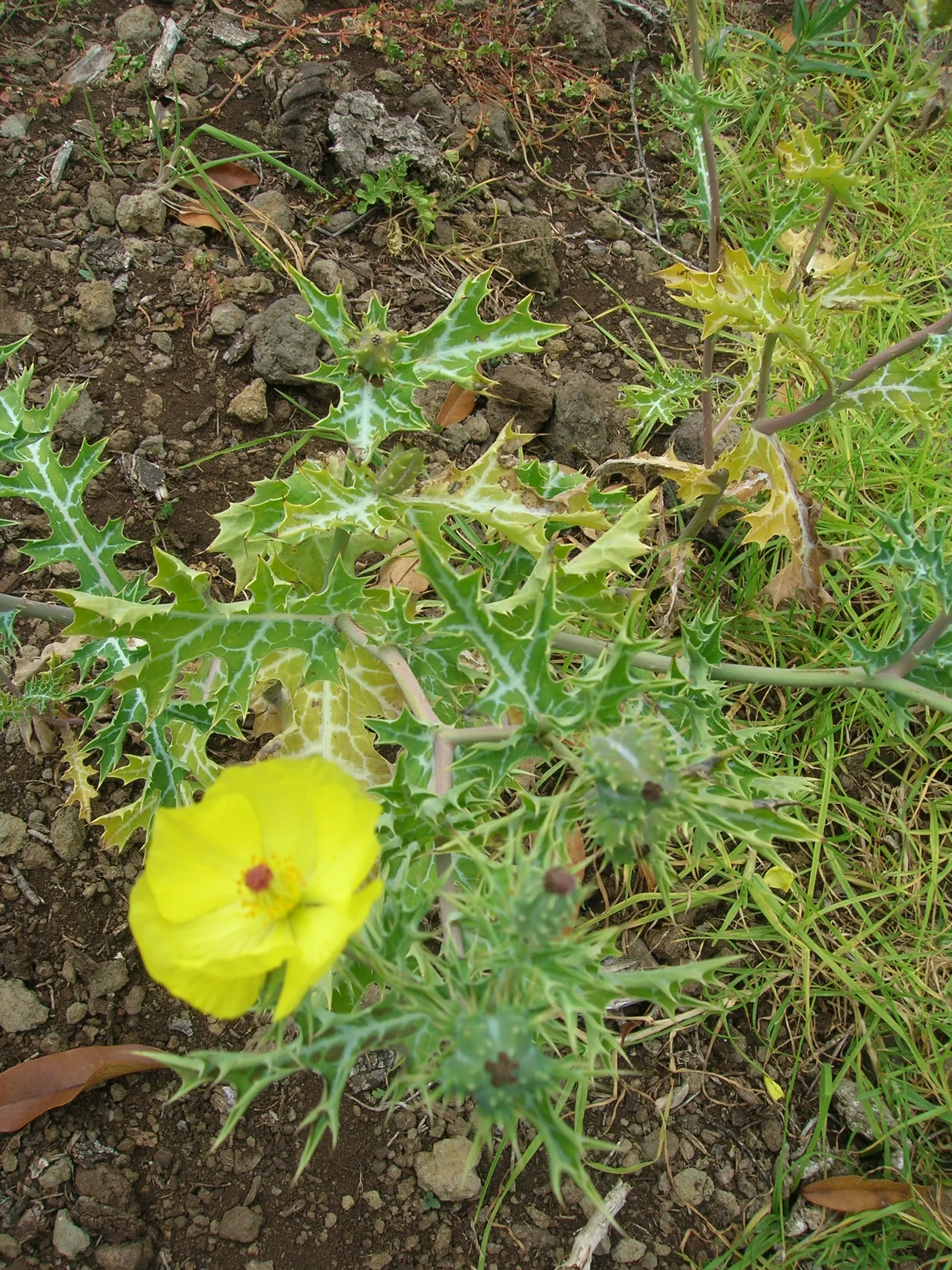 Prickly Poppy (Argemone Munita) — which bloom from late spring to early fall