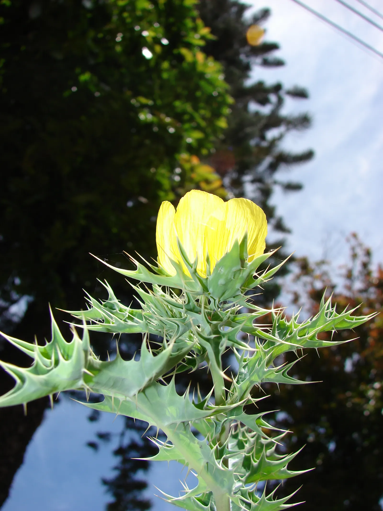 Prickly Poppy (Argemone Munita) — are large with a diameter ranging from 3 to 6 inches; white to yellow flowers up to 6in across atop blue-green, image 142