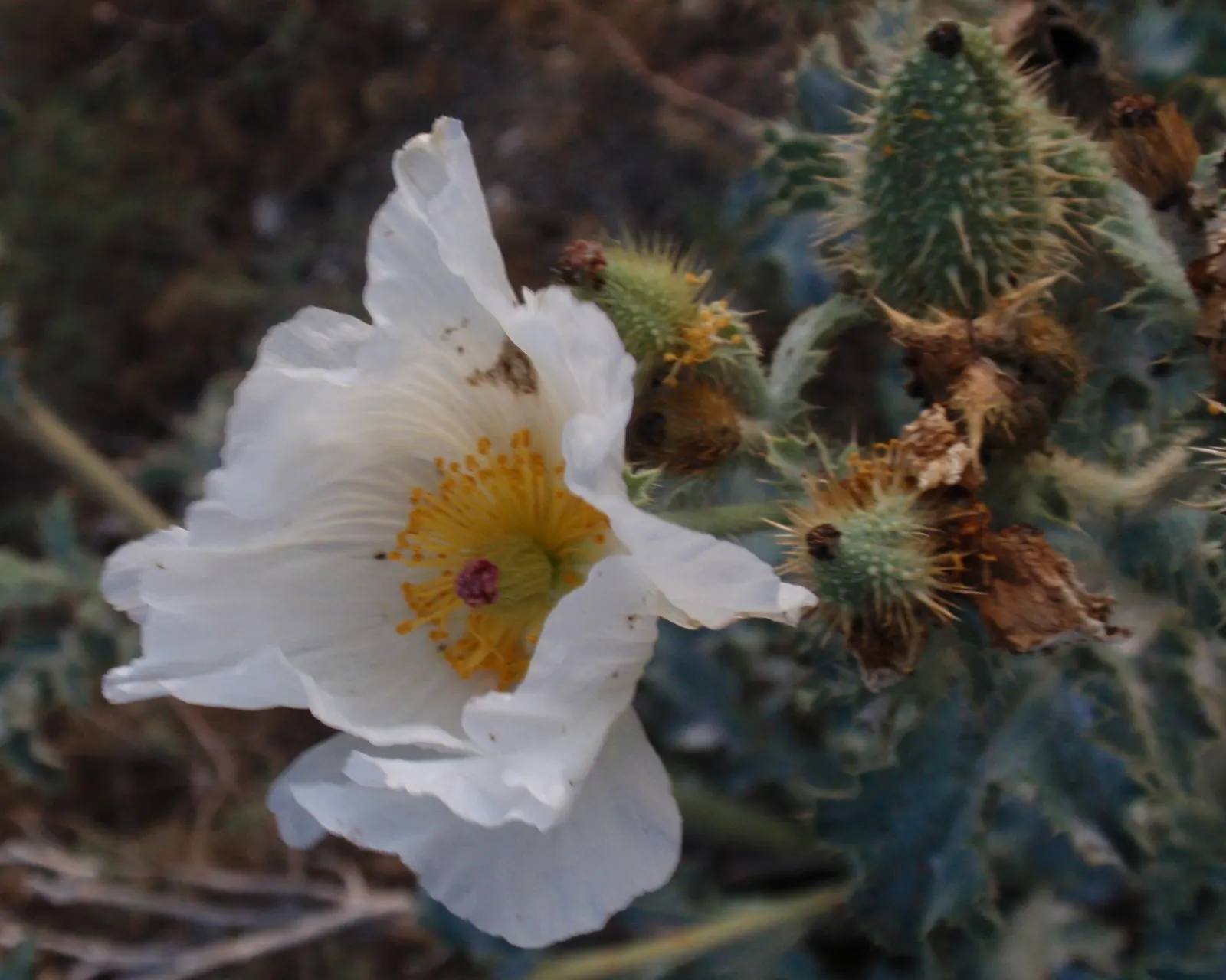 Prickly Poppy (Argemone Munita) — Blooming from spring to summer, this drought-tolerant plant thrives in full sun and well-drained soils; annual /, image 108