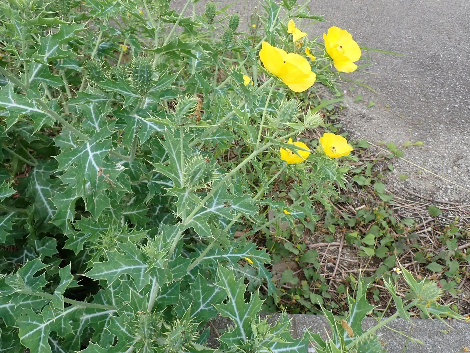 Prickly Poppy (Argemone Munita) — Excellent for xeriscaping, it adds texture and a vibrant splash of color to arid landscapes; commonly referred to, image 135