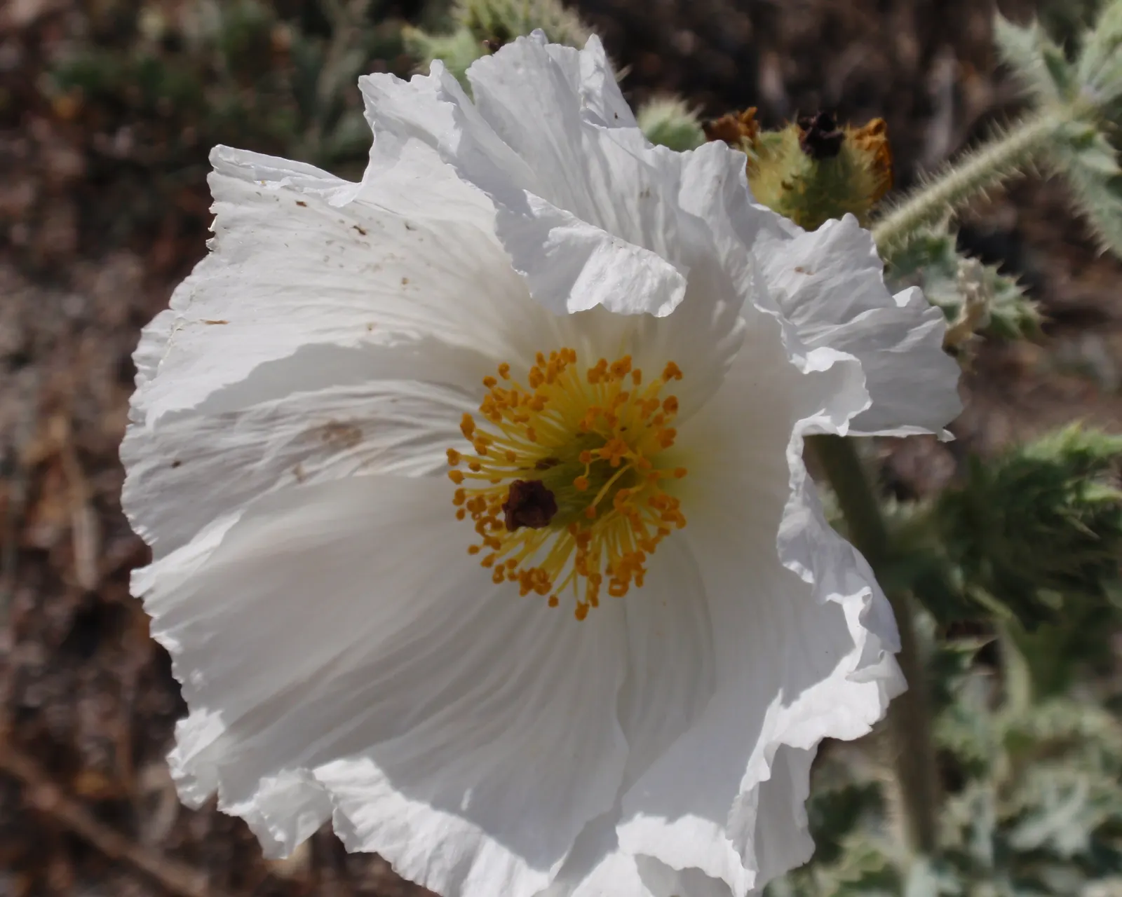 Prickly Poppy (Argemone Munita) — This North American native flourishes under full sun exposure and is highly drought tolerant; prickly Poppy, image 86