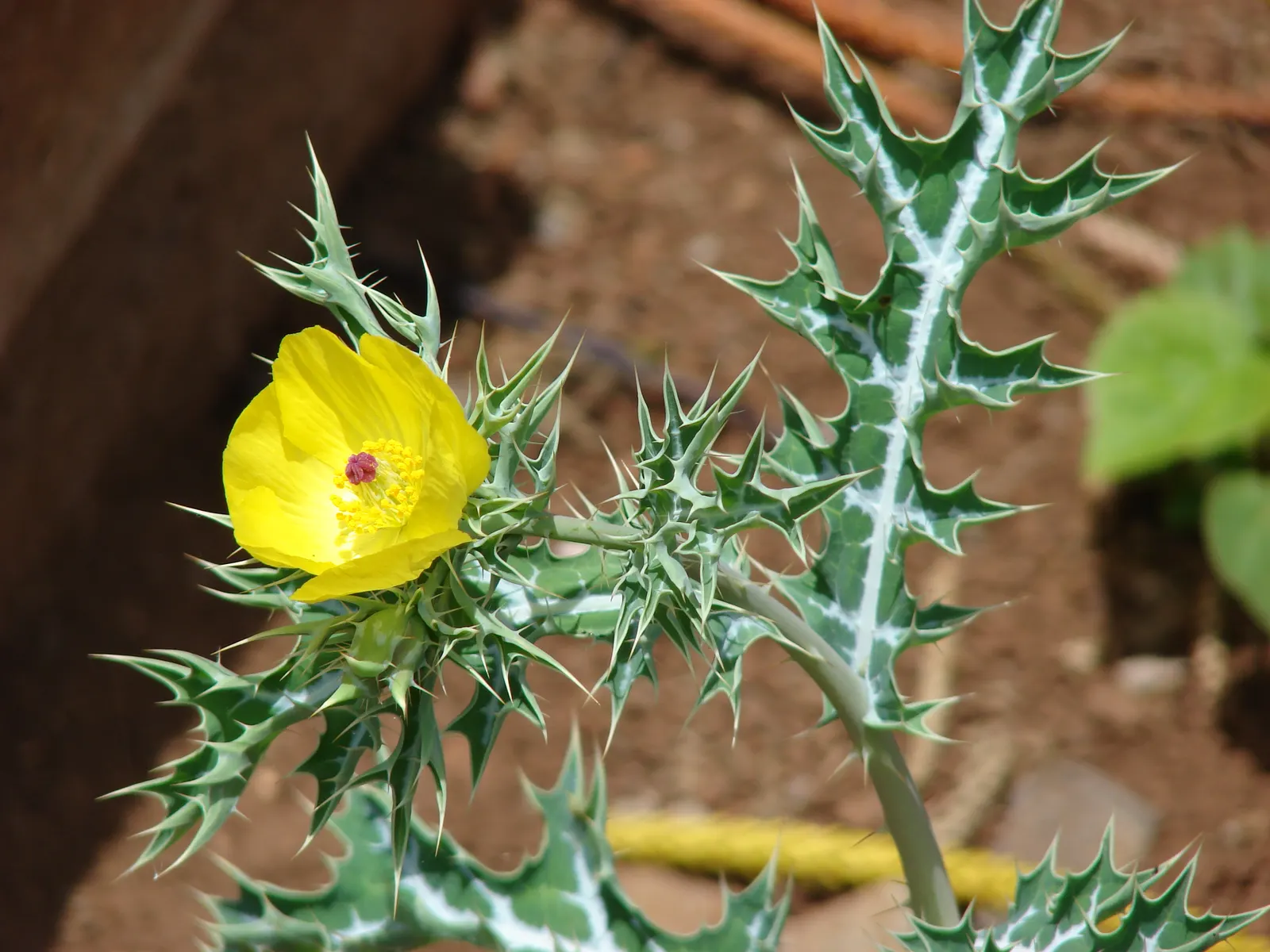 Prickly Poppy (Argemone Munita) — Excellent for xeriscaping, it adds texture and a vibrant splash of color to arid landscapes
