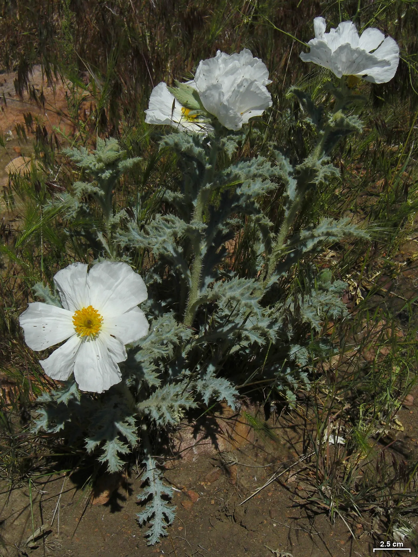 Prickly Poppy (Argemone Munita) — It reaches up to 3ft in height and 2ft in width; which bloom from late spring to early fall