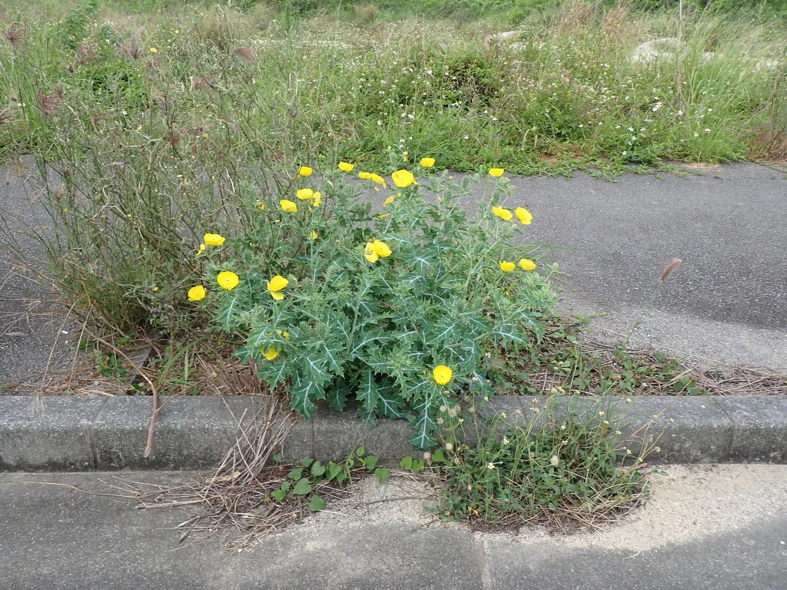 Prickly Poppy (Argemone Munita) — the Argemone munita's silvery-blue foliage presents an attractive color contrast; multi-colored and white flowers in the