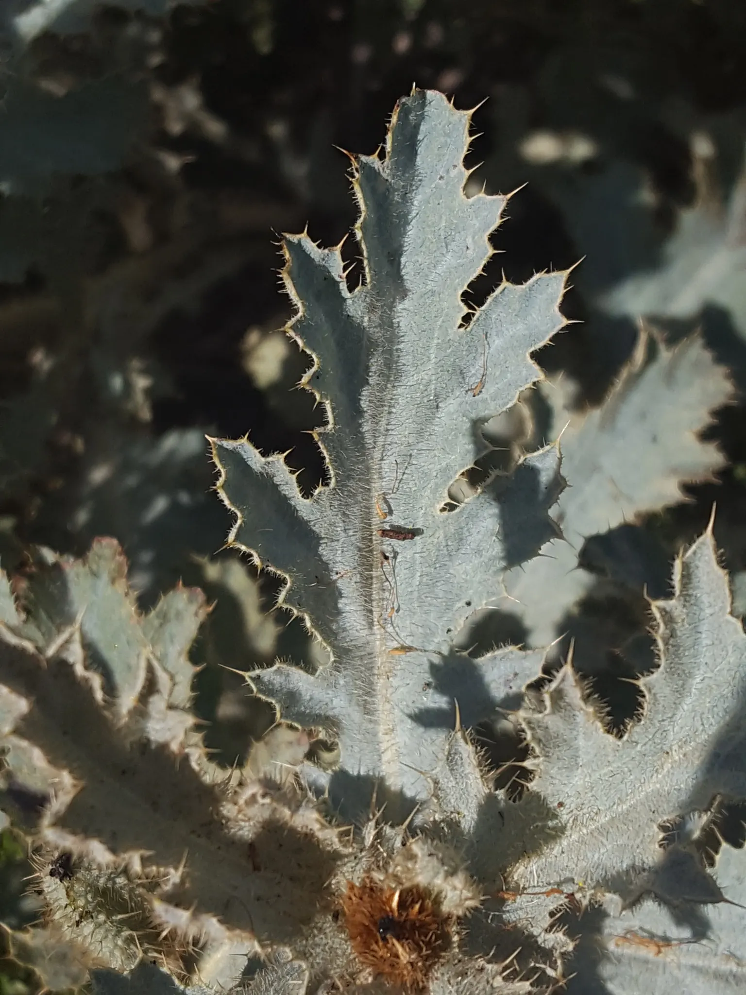Prickly Poppy (Argemone Munita) — with a spread of approximately 1 to 2 feet; this North American native flourishes under full sun exposure and is, image 61