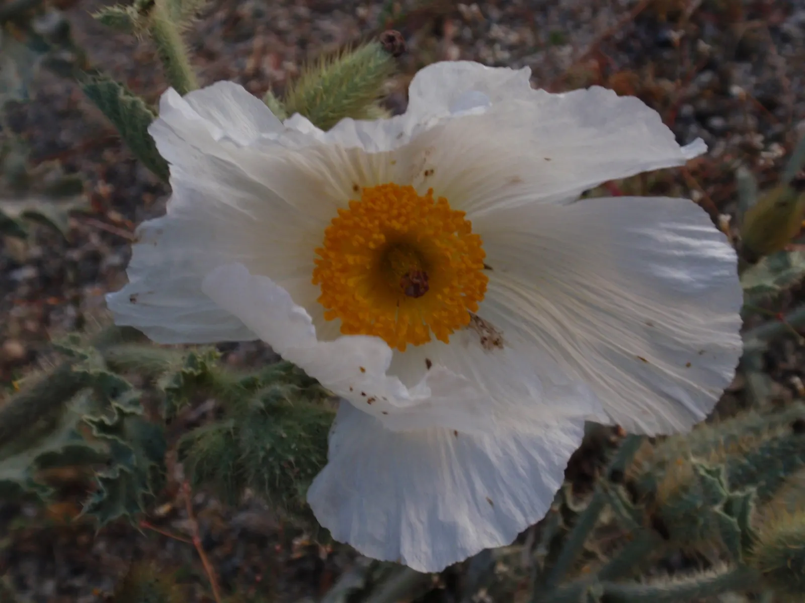 Prickly Poppy (Argemone Munita) — When integrating into landscape design; annual / perennial for full, image 123