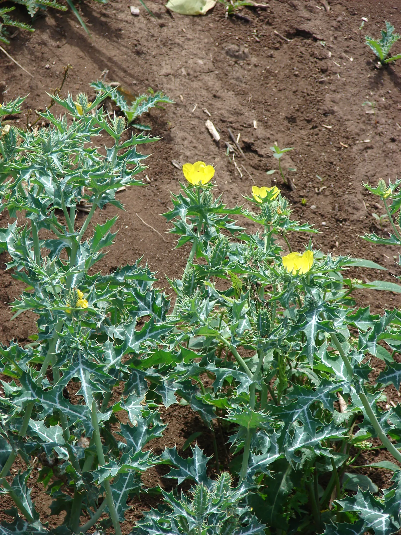 Prickly Poppy (Argemone Munita) — which bloom from late spring to early fall; drought-resistant plant with a dramatic flair, image 63
