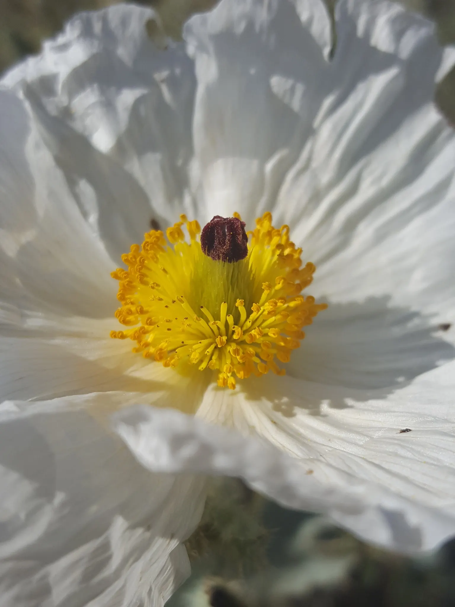 Prickly Poppy (Argemone Munita) — with a spread of approximately 1 to 2 feet