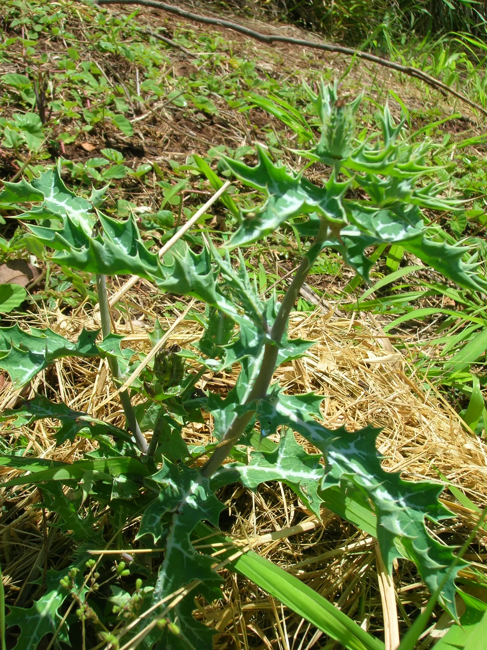 Prickly Poppy (Argemone Munita) — annual / perennial for full; the Prickly Poppy is an exceptional candidate, image 78