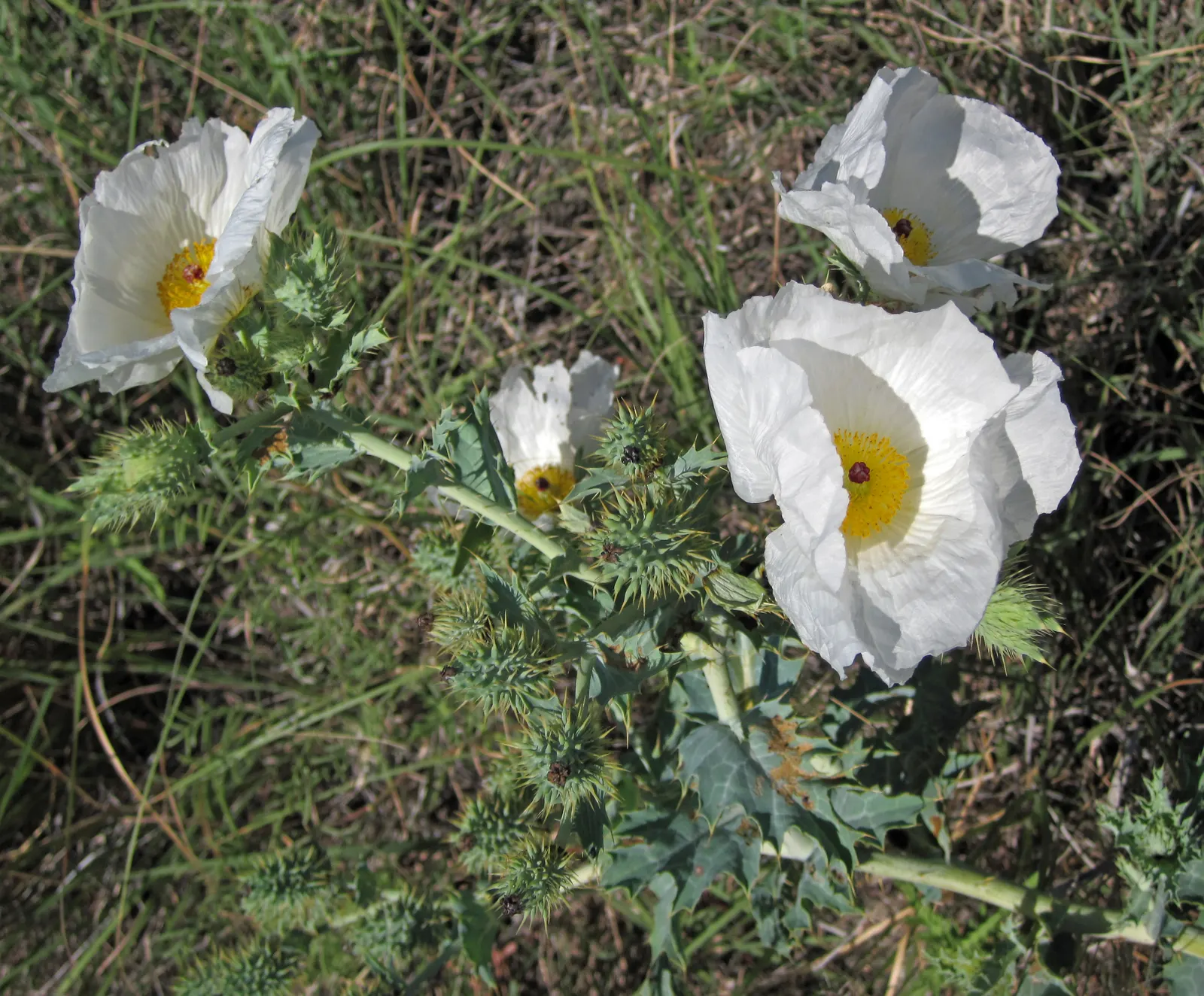 Prickly Poppy (Argemone Munita) — The blooms are characteristically pure white with a vibrant yellow center that draws in pollinators; providing a, image 117