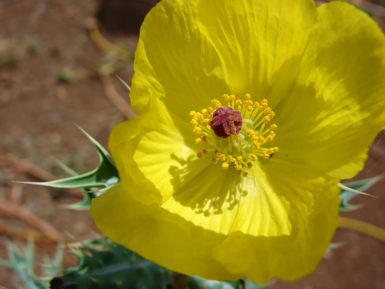 Prickly Poppy (Argemone Munita) — white to yellow flowers up to 6in across atop blue-green; the Prickly Poppy can thrive in USDA zones 7 through 10, image 133