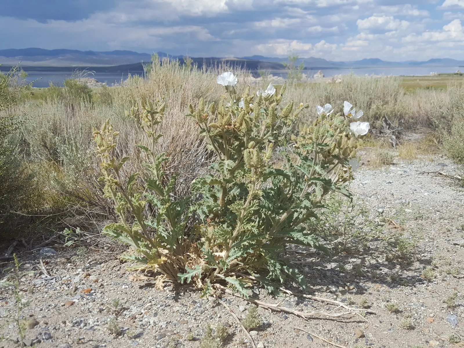 Prickly Poppy (Argemone Munita) — The blooms are characteristically pure white with a vibrant yellow center that draws in pollinators; providing a, image 65