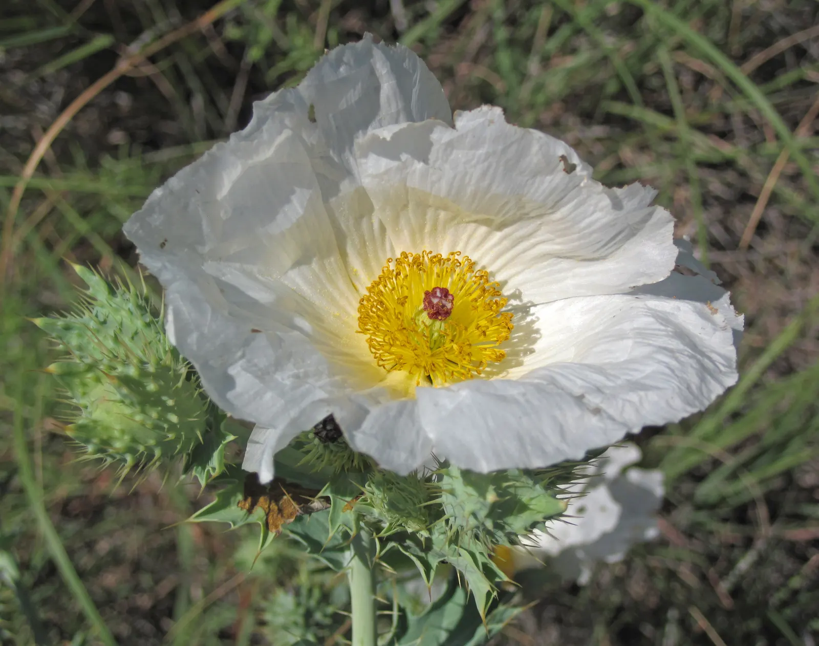 Prickly Poppy (Argemone Munita) — When integrating into landscape design; annual / perennial for full, image 97