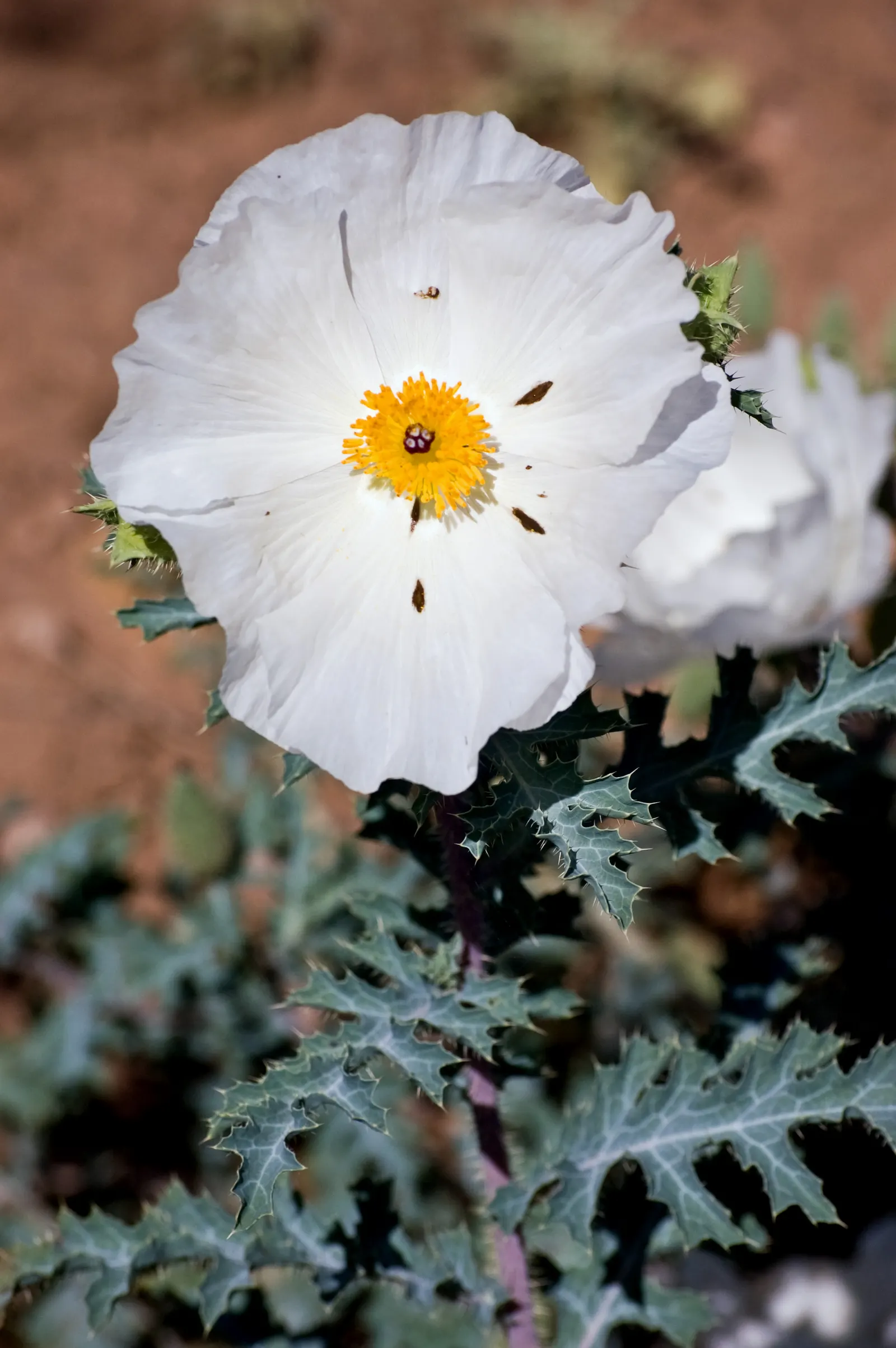 Prickly Poppy (Argemone Munita) — Despite its prickly nature; enhancing the garden's ecology.<br><br>Adapted to well-drained soils