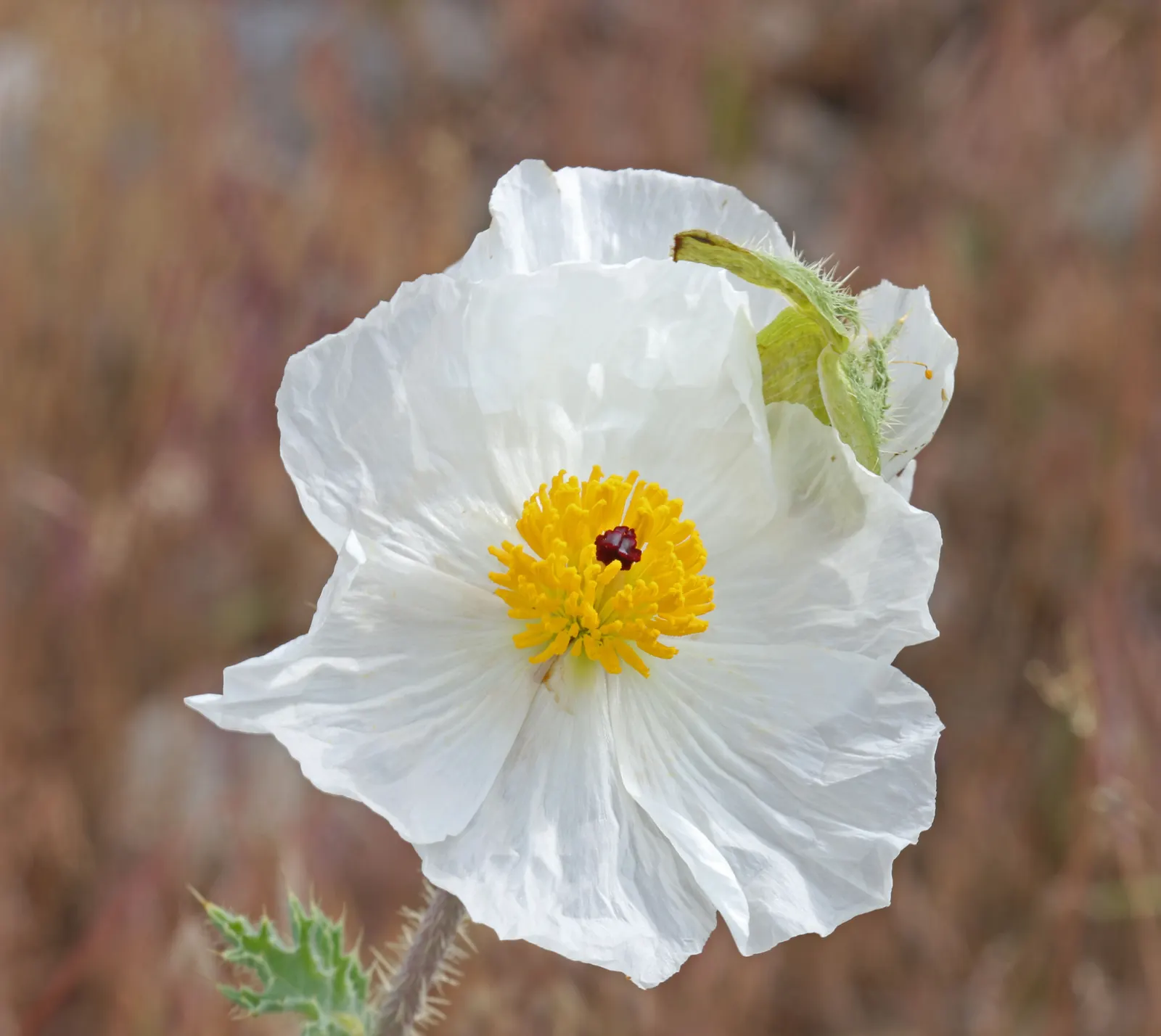 Prickly Poppy (Argemone Munita) — Despite its prickly nature; enhancing the garden's ecology.<br><br>Adapted to well-drained soils, image 99