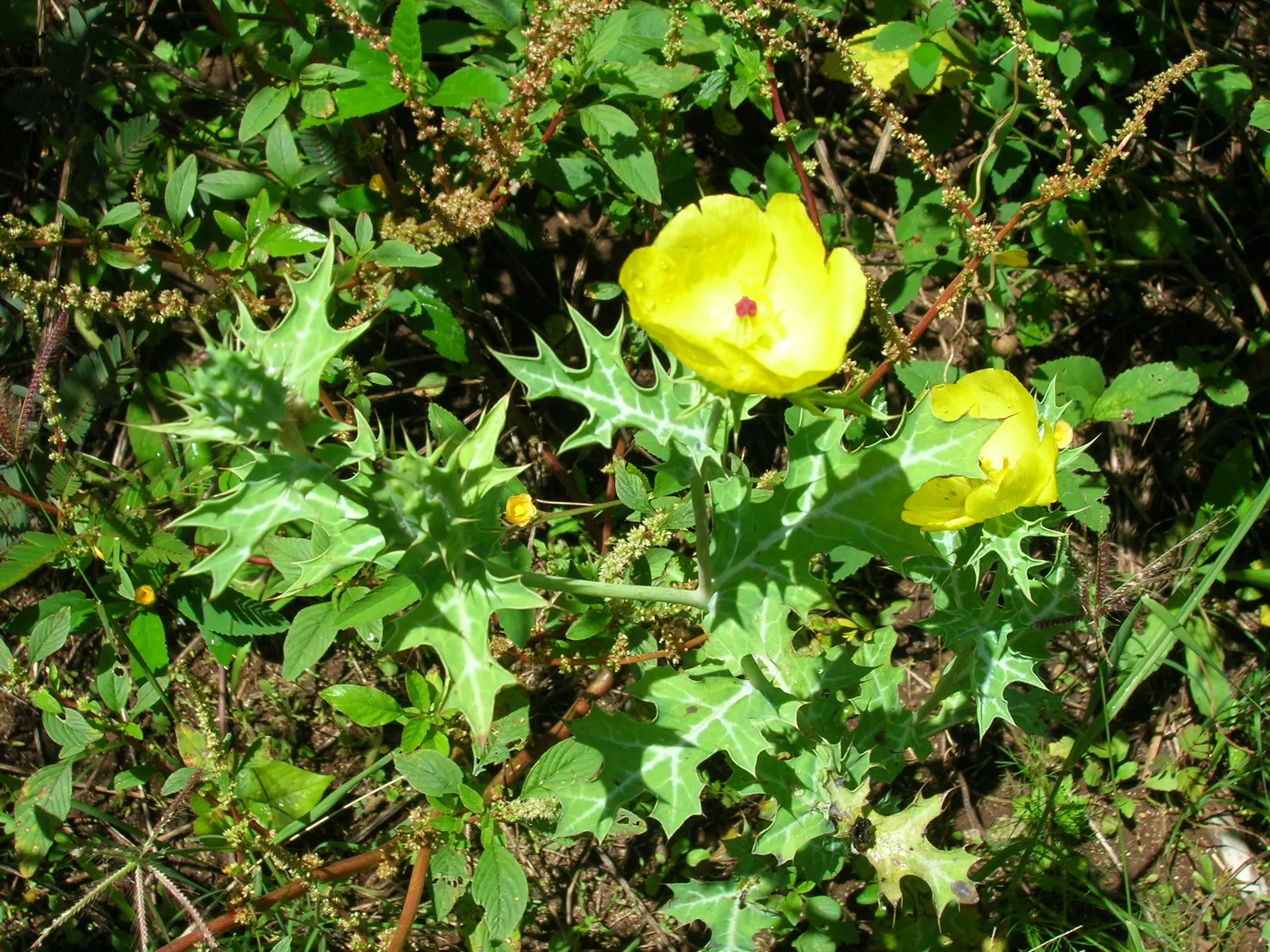 Prickly Poppy (Argemone Munita) — with a spread of approximately 1 to 2 feet; this North American native flourishes under full sun exposure and is highly