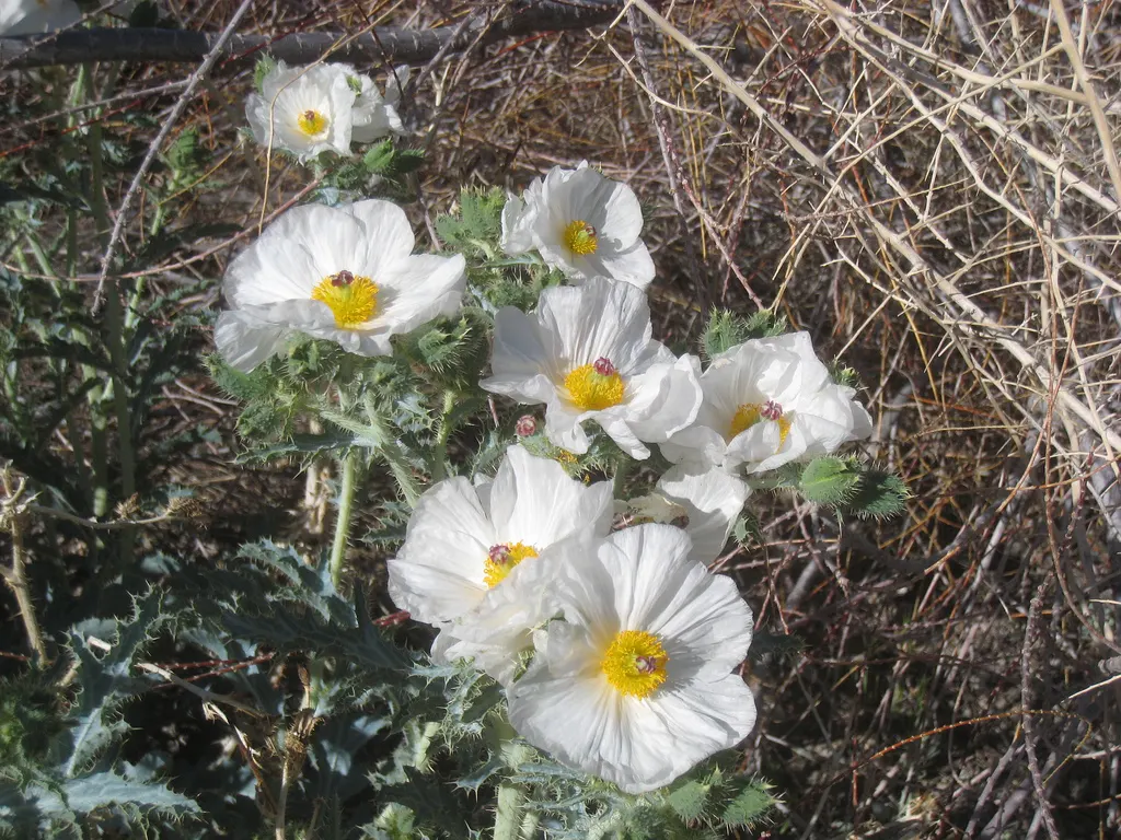 Prickly Poppy (Argemone Munita) — providing a bold vertical presence; the Argemone munita's silvery-blue foliage presents an attractive color contrast
