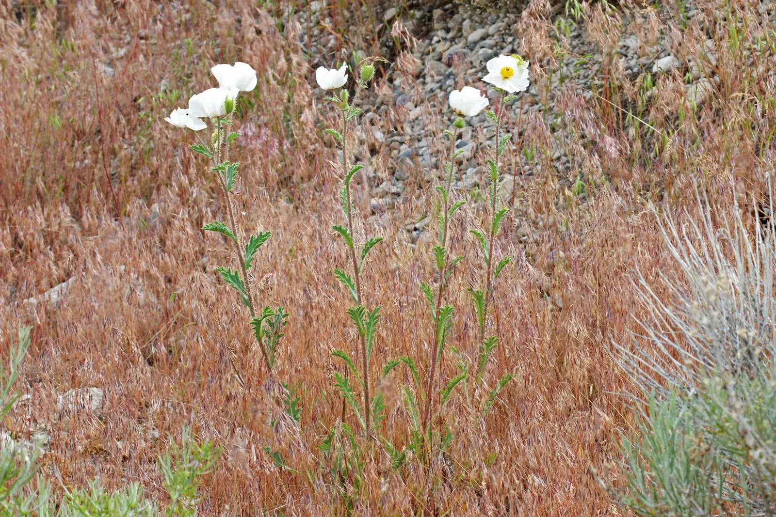 Prickly Poppy (Argemone Munita) — drought-resistant plant with a dramatic flair; despite its prickly nature, image 74