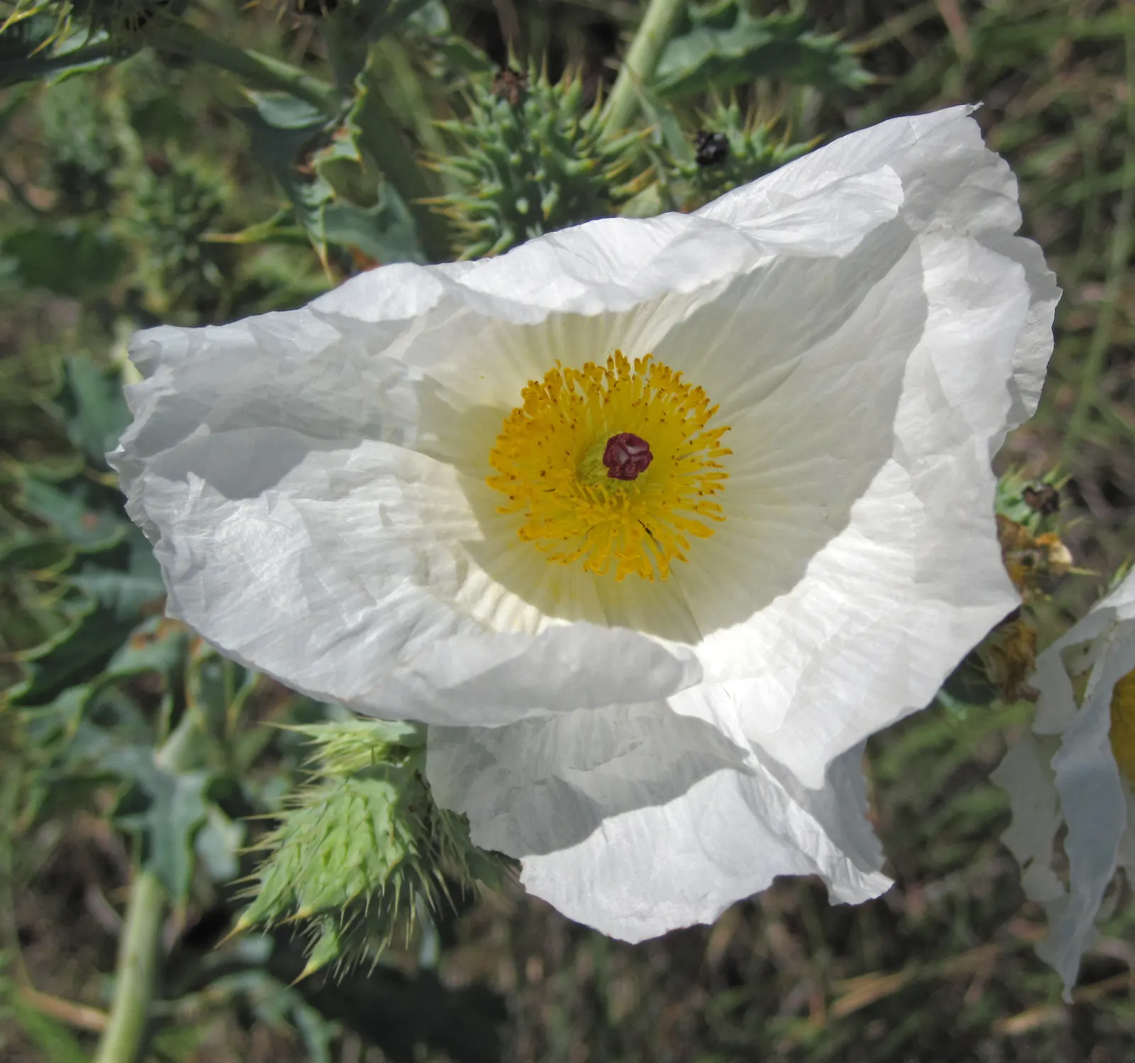 Prickly Poppy (Argemone Munita) — the Prickly Poppy can thrive in USDA zones 7 through 10; when integrating into landscape design, image 70