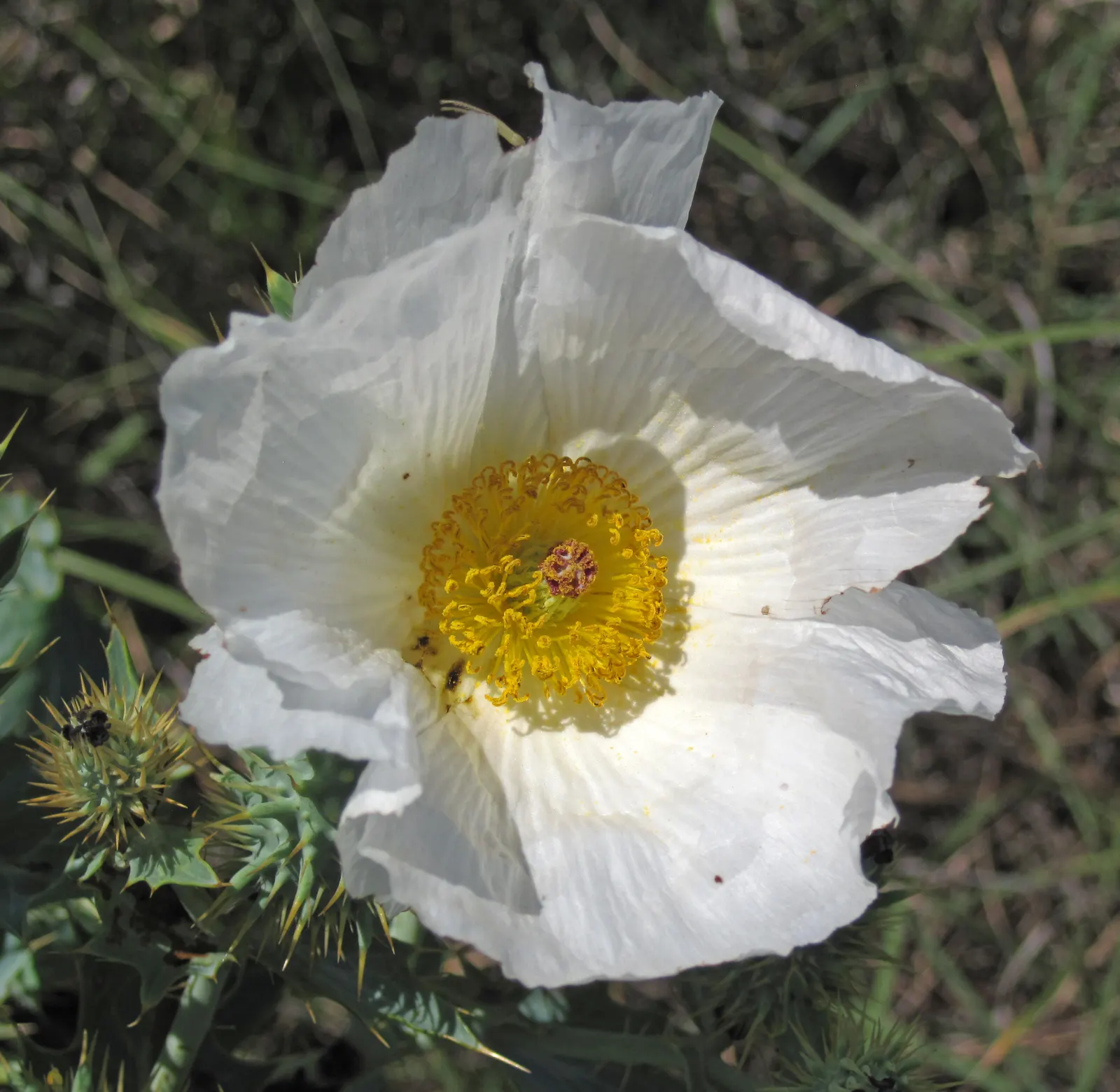 Prickly Poppy (Argemone Munita) — annual / perennial with multi-colored and white blooms; its leaves and stems are covered with spiny prickles, image 77