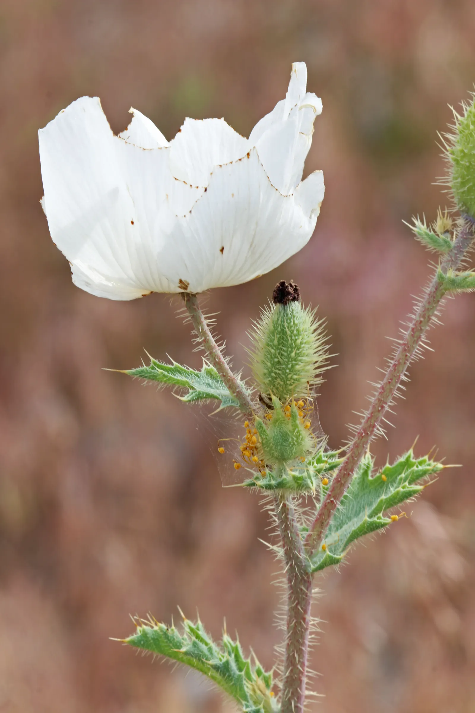 Prickly Poppy (Argemone Munita) — It reaches up to 3ft in height and 2ft in width; which bloom from late spring to early fall, image 106